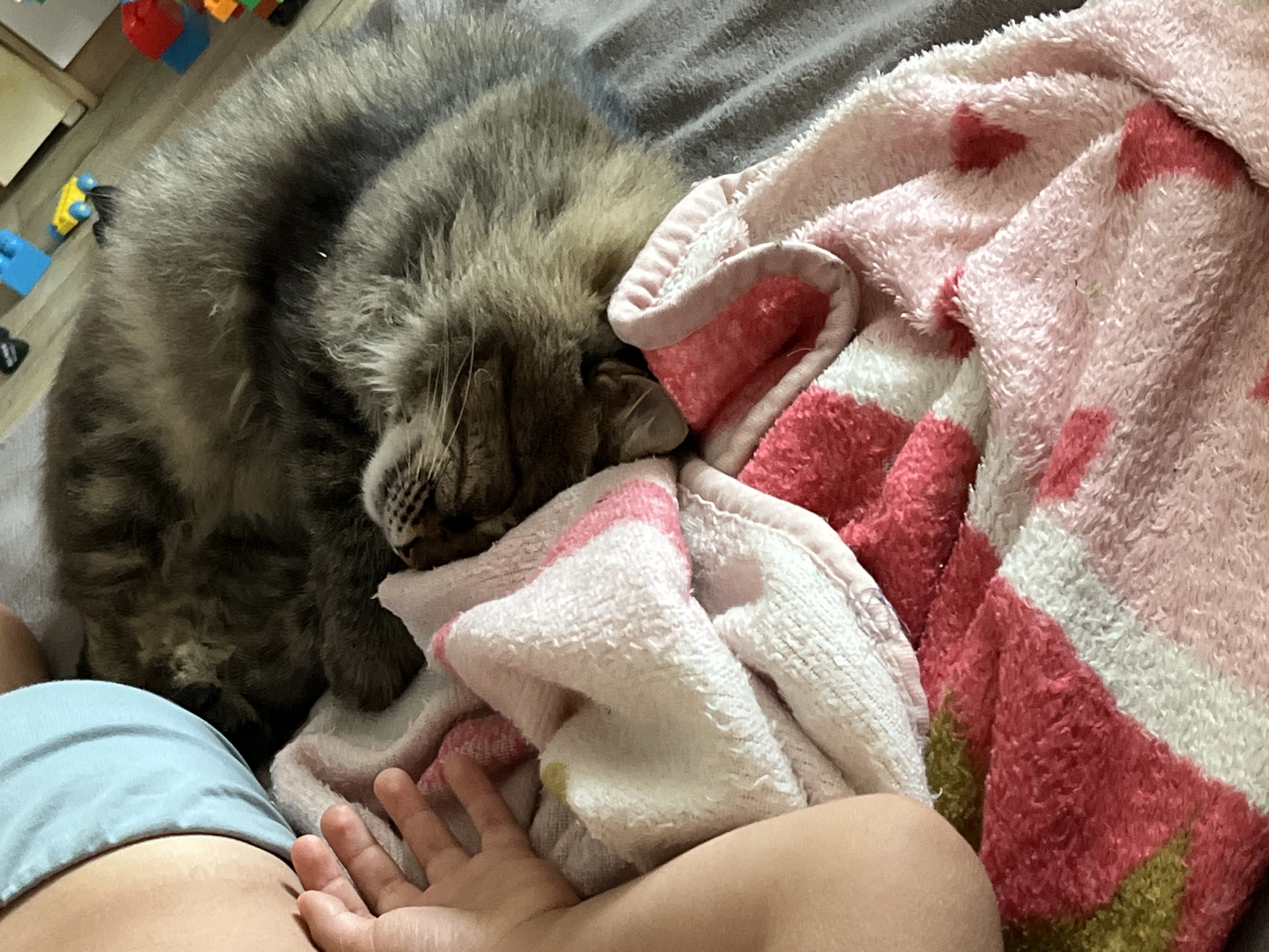 The image shows a close-up of a fluffy gray cat sleeping on a gray blanket, partially covered by a pink and white patterned blanket. A child's arm and hand are visible to the left of the cat. The child appears to be resting their hand on the blanket. In the background, some colorful children's toys, including blue, yellow, and red blocks, are scattered on a wooden floor. The scene is likely indoors.