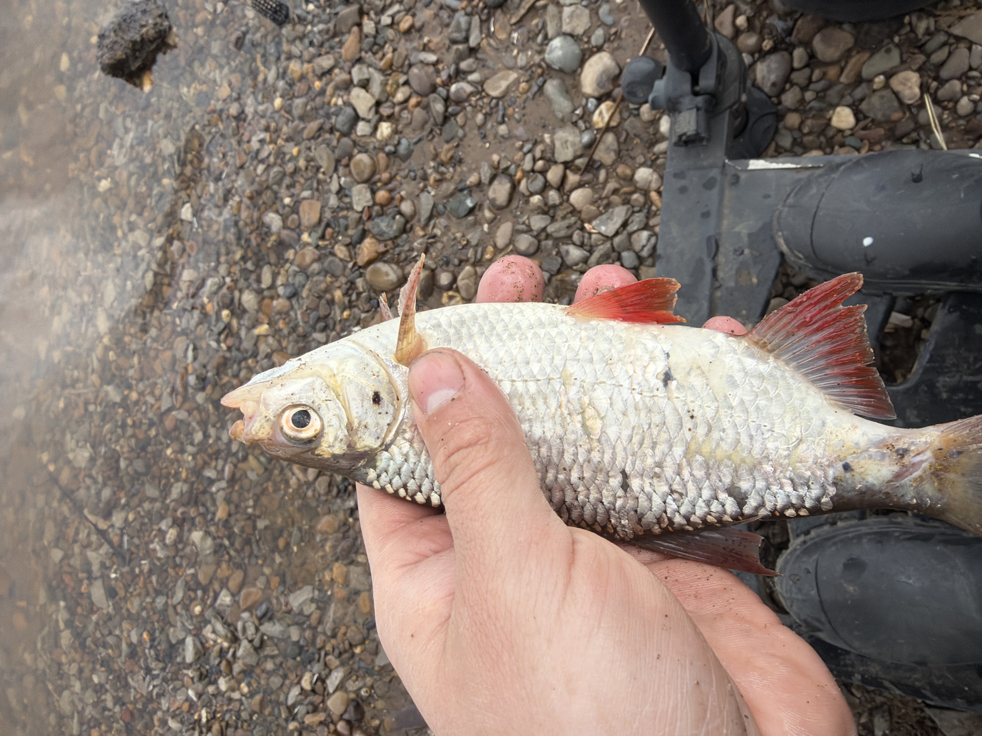 A close-up, high-angle shot captures a human hand holding a fish over a shallow, pebbled riverbed or lakebed. The setting is outdoors, likely a fishing spot, with clear water revealing the stones below.
The primary subject is a medium-sized fish with prominent silver-white scales and distinctly reddish fins, including the dorsal and caudal (tail) fins. Its mouth is slightly agape, revealing a pale interior, and its dark eye with a golden iris is visible. The fish appears to have some raised, pinkish areas or growths on its upper body, particularly near the dorsal fin. A light-skinned hand, showing some dirt, firmly cradles the fish.
In the background, the shallow water transitions to a dry, rocky shore composed of various grey and brown pebbles. Parts of black fishing equipment, possibly a rod holder or a component of a boat/stand, are visible in the upper right quadrant of the image. Dark footwear, likely boots, is partially visible in the lower right, partially obscured by the fish and hand. The lighting suggests it is daytime, possibly overcast, with no harsh shadows. No visible text is present in the image.
