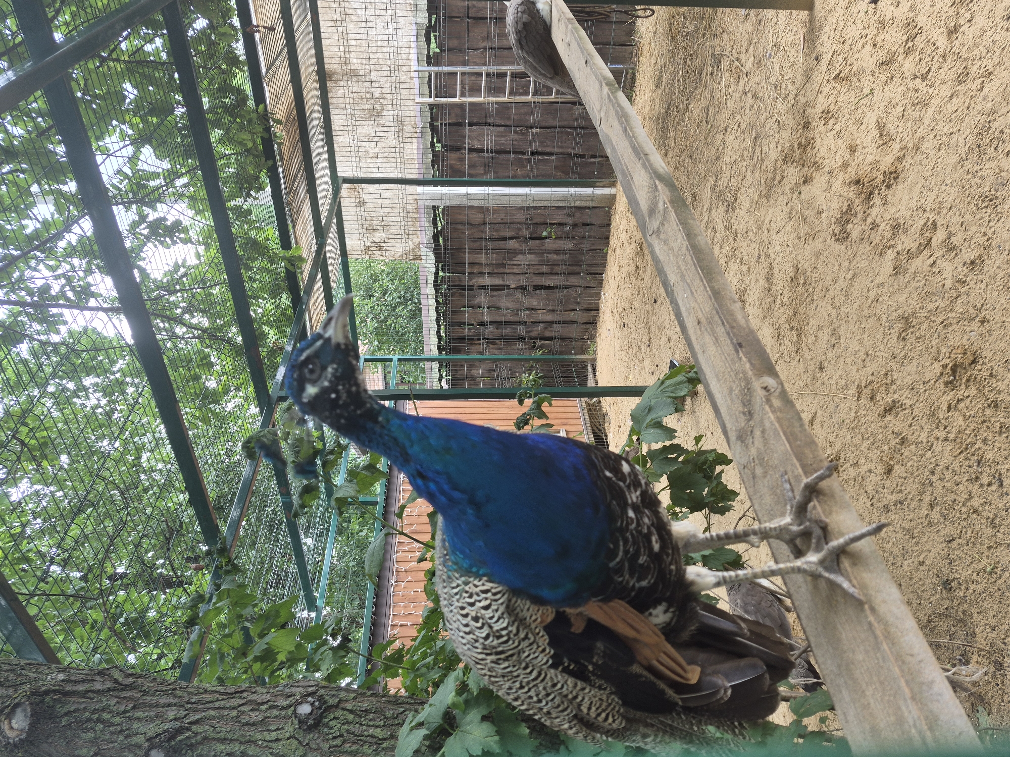 An adult male peacock, characterized by its iridescent blue neck and speckled grey and black plumage, stands on a weathered wooden beam. The beam is positioned diagonally across a sandy enclosure, suggesting an aviary or zoo exhibit. Behind the peacock, a rustic wooden fence forms the enclosure's backdrop, with a metal ladder leaning against it. The enclosure is partially covered by a mesh roof with greenery visible above, indicating an outdoor or semi-outdoor setting. In the background, another peacock, appearing to be a female or juvenile with muted grey and brown feathers, is perched on a similar beam. The scene is likely located in Volzhskii, Russia, given the context of its zoo or park.