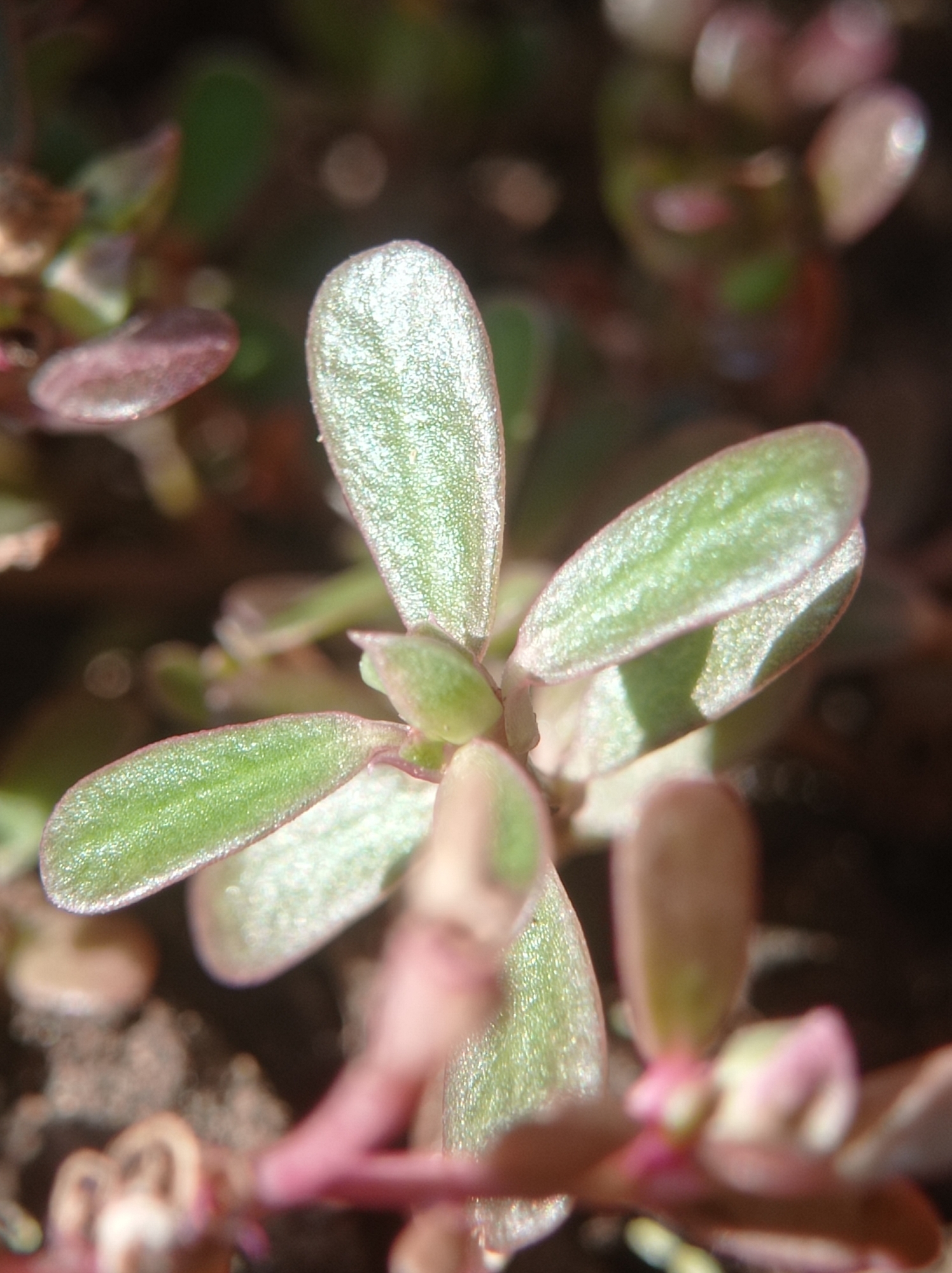 A macro photograph captures a close-up view of a succulent plant with small, plump, green leaves tinged with pink at the edges. The leaves are oval-shaped and appear to have a slightly textured surface. The plant's stems are also visible, showcasing a reddish-pink hue. The background is softly blurred, suggesting an outdoor environment, with hints of other greenery and earthy tones. The lighting appears natural, creating subtle shadows that highlight the plant's form. The image is sharp on the central leaves, with a shallow depth of field that blurs out the surrounding foliage and the environment. The scene is static, focusing solely on the botanical subject. The location of this plant in Mulyoagung, Indonesia, is not discernible from the image itself.