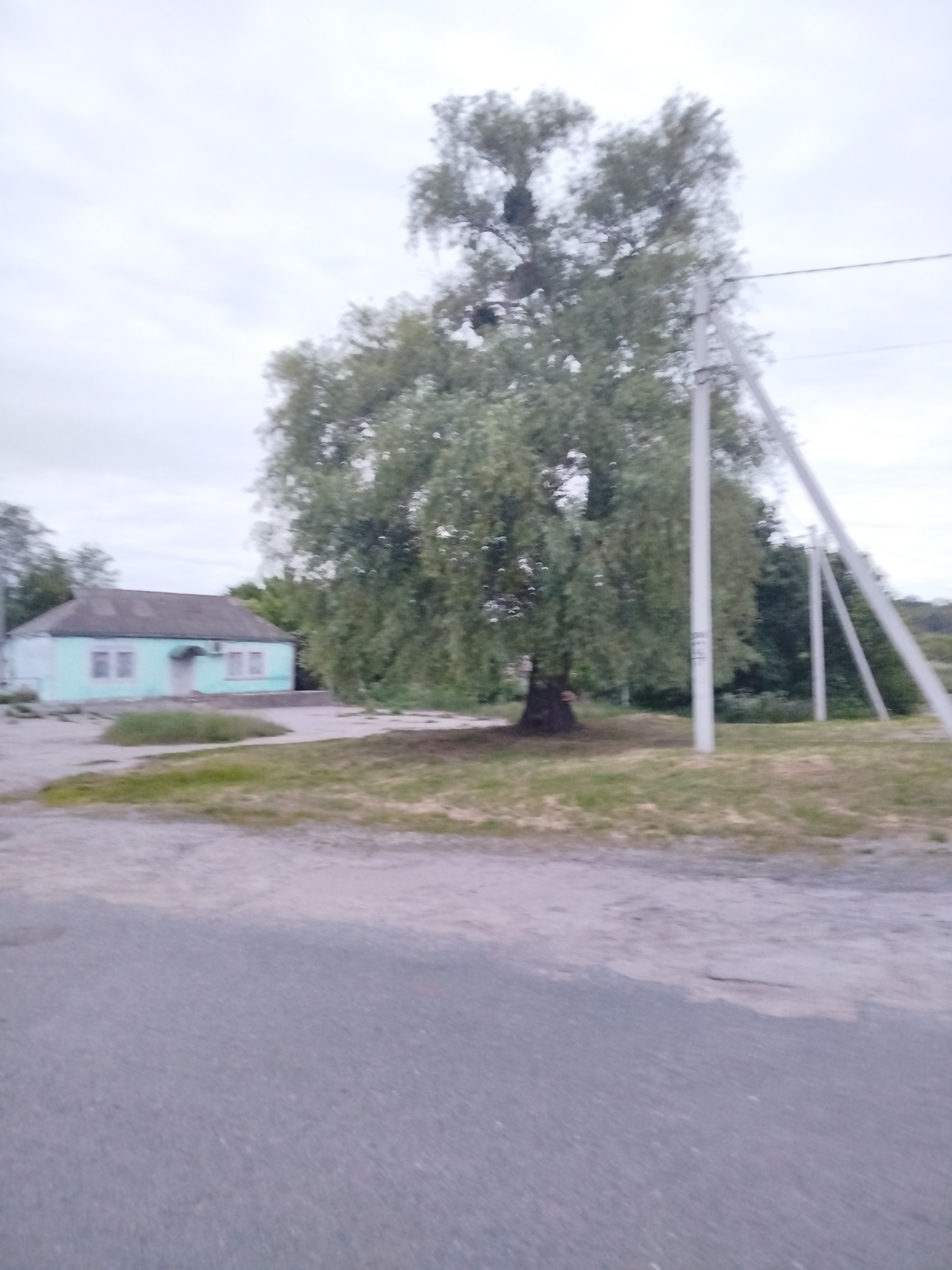 The image depicts a static outdoor scene in what appears to be a rural or semi-rural setting, likely Ustyvytsia, Ukraine. No people are present, and no specific activity is taking place.
The main subjects include a light blue, single-story building with a dark gray, gently sloped roof on the left side of the frame. The building features several white-framed windows and a central dark-colored entrance. An air conditioning unit is mounted on the building's facade to the right of the entrance.
Dominating the center-right is a large, mature tree with a thick, dark trunk and dense, leafy green foliage. To the right of the tree, multiple tall, light-colored utility poles stand, with one prominent in the midground and others receding into the background, some appearing to lean. Overhead wires are visible, connecting the poles.
The foreground consists of a dark, paved road or pathway, bordered by areas of dry grass and exposed earth. The sky is overcast, indicating a cloudy day, which casts a soft, diffused light across the scene. There is no legible text visible on any of the objects or surfaces.