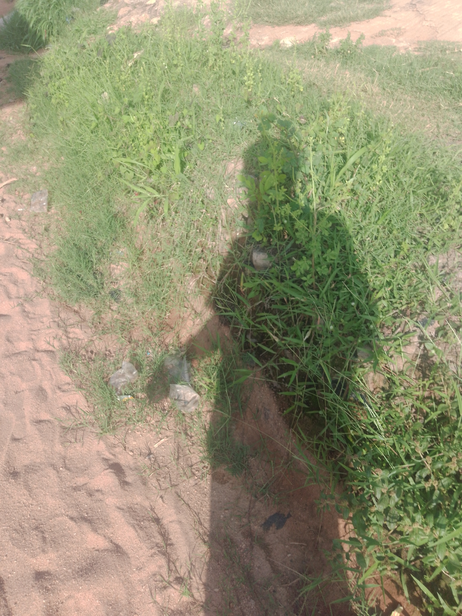 The image captures a sun-drenched outdoor scene in Jalingo, Nigeria, featuring a sandy area with scattered patches of dry grass and some green vegetation. A distinct shadow of a person, presumably the photographer, is cast across the sandy ground and into the grassy areas. There are a few pieces of what appear to be clear plastic debris, possibly water bottles or bags, scattered near the edge of the grass. The overall environment suggests a non-urban setting, possibly a roadside or a less developed area within or on the outskirts of Jalingo. The lighting indicates it is daytime, likely late morning or early afternoon, given the strong shadow.
