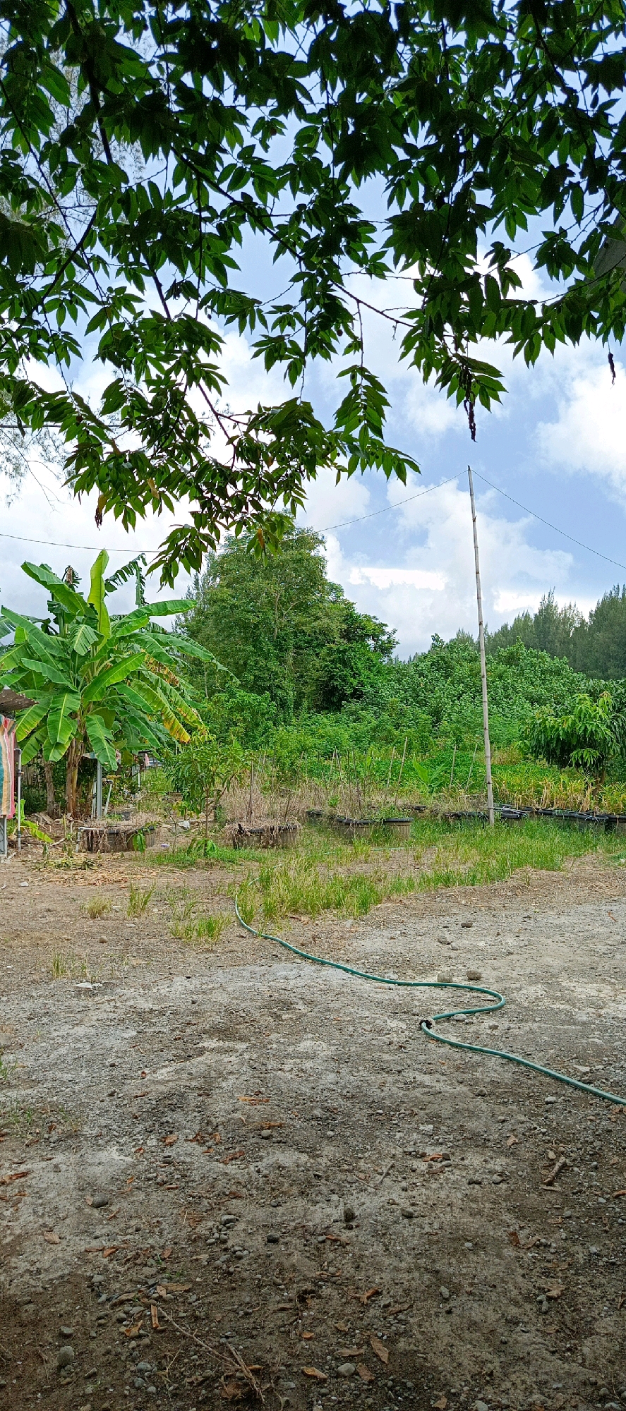 In Meunasahmesjid, Indonesia, the image captures an outdoor scene with a focus on lush vegetation under a partly cloudy sky. In the foreground, a gravelly, dry ground is visible, with a coiled green garden hose lying on it. Towards the middle ground, a banana tree stands prominently on the left, with a small structure partially visible behind it. The area behind the banana tree transitions into a plantation or garden area, with rows of plants in containers and smaller trees. A tall bamboo pole with wires extending from it stands in the middle of the scene, supporting some unseen structure. The background is filled with dense green trees, creating a natural, slightly wild environment. The foliage from overhanging branches frames the top of the image, creating a natural canopy.