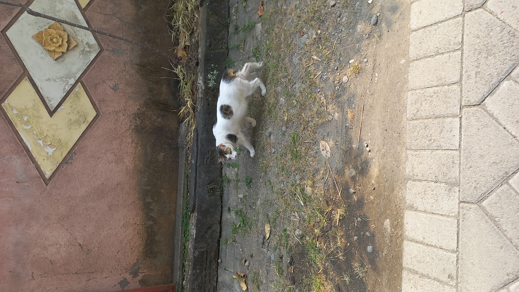 A white and brown cat is walking on a dirt and grass path. The cat has brown spots on its back and tail, and brown markings on its head. It is looking down at the ground. Behind the cat is a textured wall with a diamond pattern. In the foreground, there is a section of light gray interlocking pavers. The scene appears to be outdoors in a moderately sunny environment. The location is identified as Mangunsari, Indonesia.