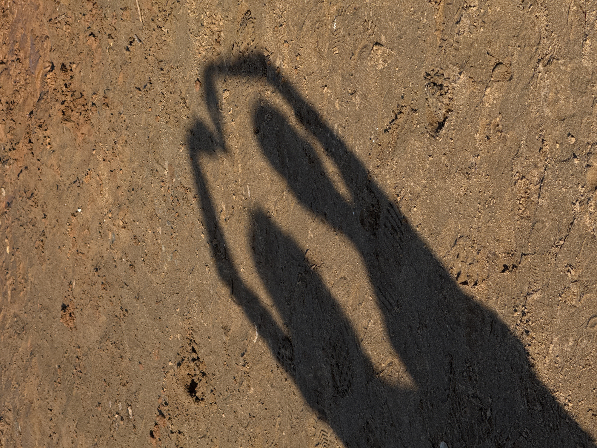 The image shows a patch of dry, cracked earth or soil. The surface has an uneven texture with small clumps and variations in color ranging from light tan to dark brown. There are also visible indentations or footprints impressed into the soil. Cast upon the ground is the distinct shadow of a person holding up a rectangular object, possibly a phone or small screen. The shadow suggests the person is positioned such that the object is held at roughly eye level. The location is Chaikovsky, Russia.