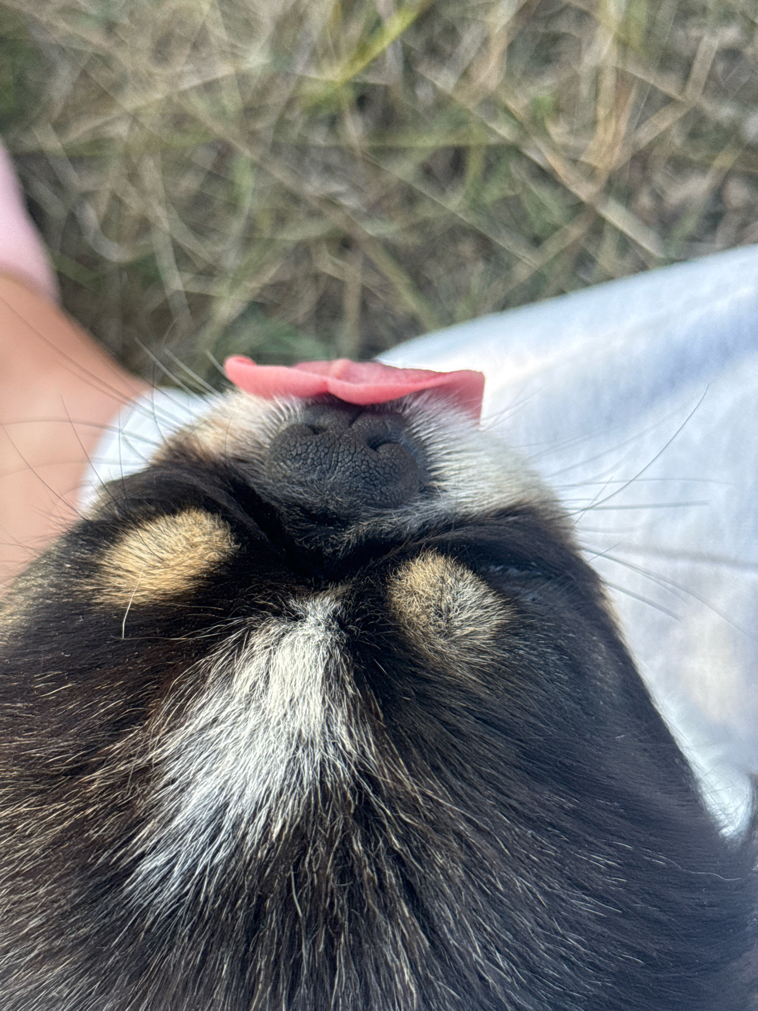 A close-up, low-angle, eye-level shot focuses on the snout and forehead of a black, tan, and white dog. The dog's pink tongue is partially visible, extended slightly upwards. Its dark, wet nose is centered in the frame, with short, stiff whiskers fanning out from either side of its snout. The dog's fur displays patches of black, tan, and white, with a white blaze running down its forehead. The background is blurred and out of focus, showing hints of dry grass and a light-colored fabric, possibly clothing. The overall lighting suggests an outdoor setting. There is no discernible information about the location in Kuna, Ukraine.