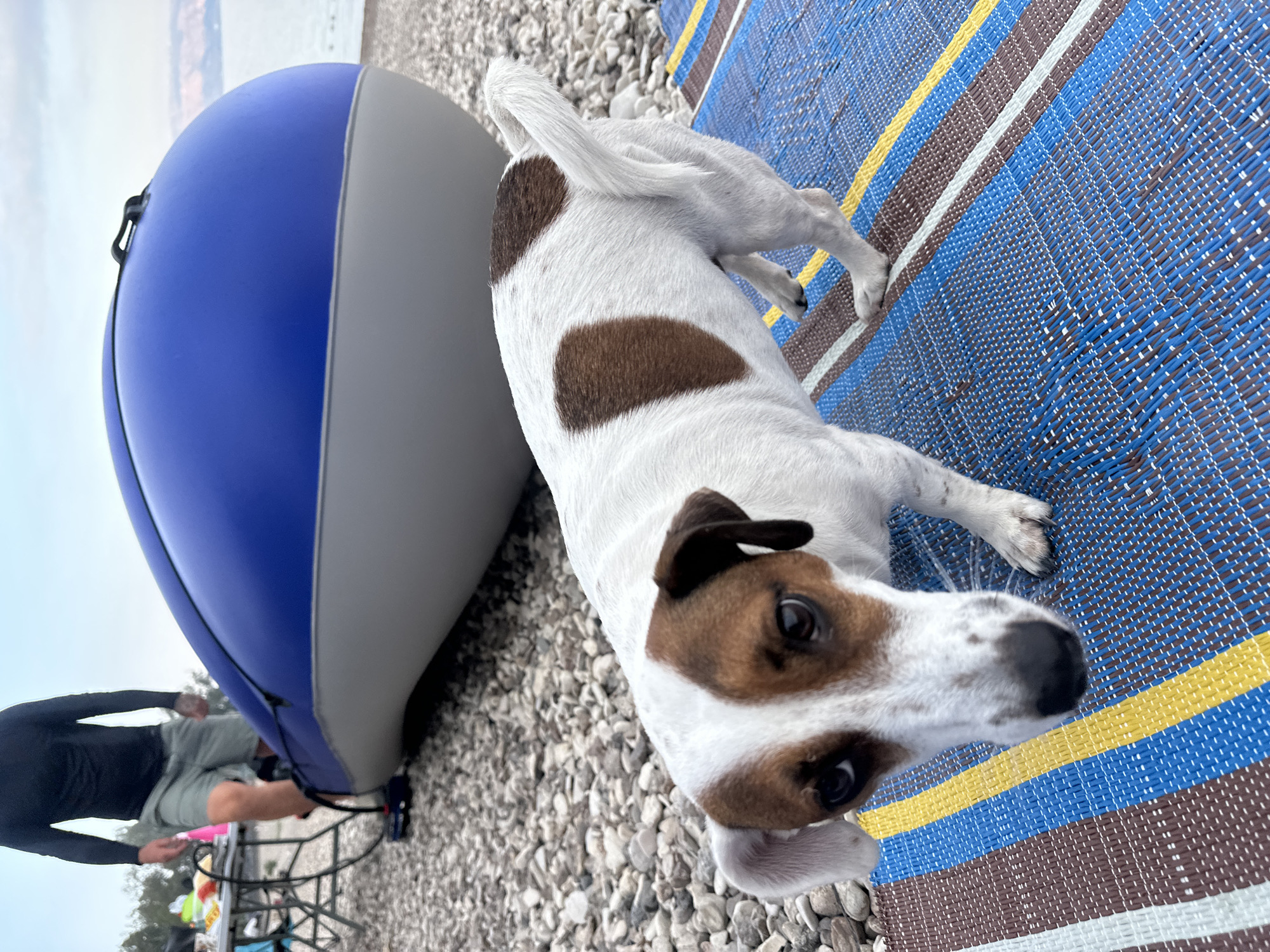 A Jack Russell Terrier stands on a blue, brown, and yellow striped mat on a pebble beach. In the background, a partially inflated blue and gray inflatable boat is positioned on the pebbles. A person wearing a black long-sleeved shirt and light-colored shorts stands near a metal table and an air pump attached to the boat. The water and a distant shoreline are visible in the background under a cloudy sky. This scene is located in Tiberias, Israel, on the shores of the Sea of Galilee.