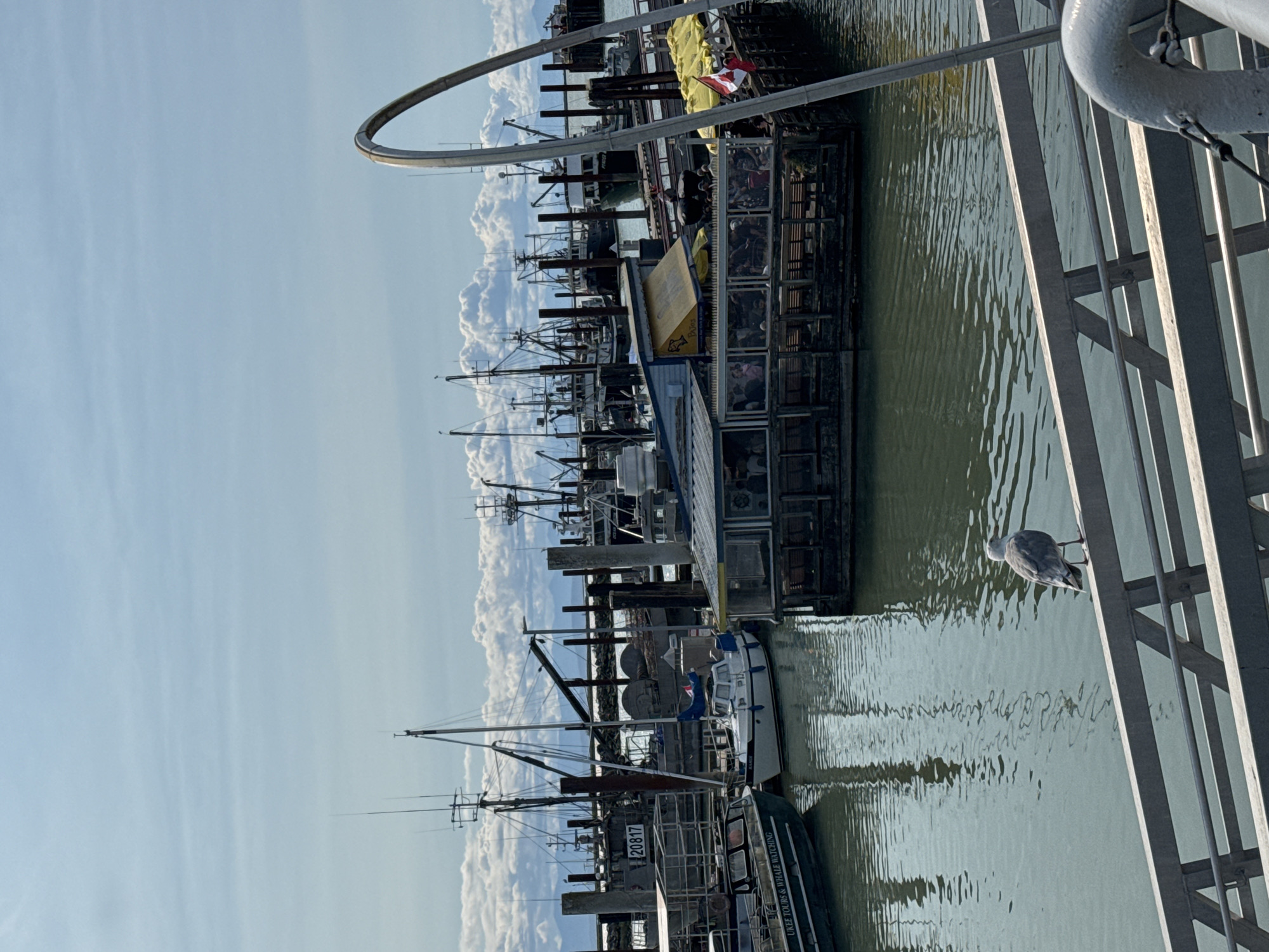 The image depicts a harbor scene in Richmond, Canada, likely Steveston Village. In the foreground, a gray metal railing runs diagonally across the frame, with a seagull perched on it, facing right. The water is a murky green, with ripples reflecting the sky. In the middle ground, several boats are docked. A small white sailboat with a blue trim is tied to a dock, and to its left, a larger dark-colored boat with "UKEE TOURS & WHALE WATCHING" visible on its side. A floating structure that appears to be a restaurant or seafood market is situated in the center, with people visible inside. Yellow awnings are extended over parts of the structure, and a Canadian flag is flying on the right side. In the background, a multitude of fishing vessels with tall masts and rigging are moored. The sky is partly cloudy, with fluffy white clouds scattered against a pale blue backdrop. Distant mountains are visible on the horizon. The overall impression is that of a bustling fishing harbor on a bright, possibly windy, day.