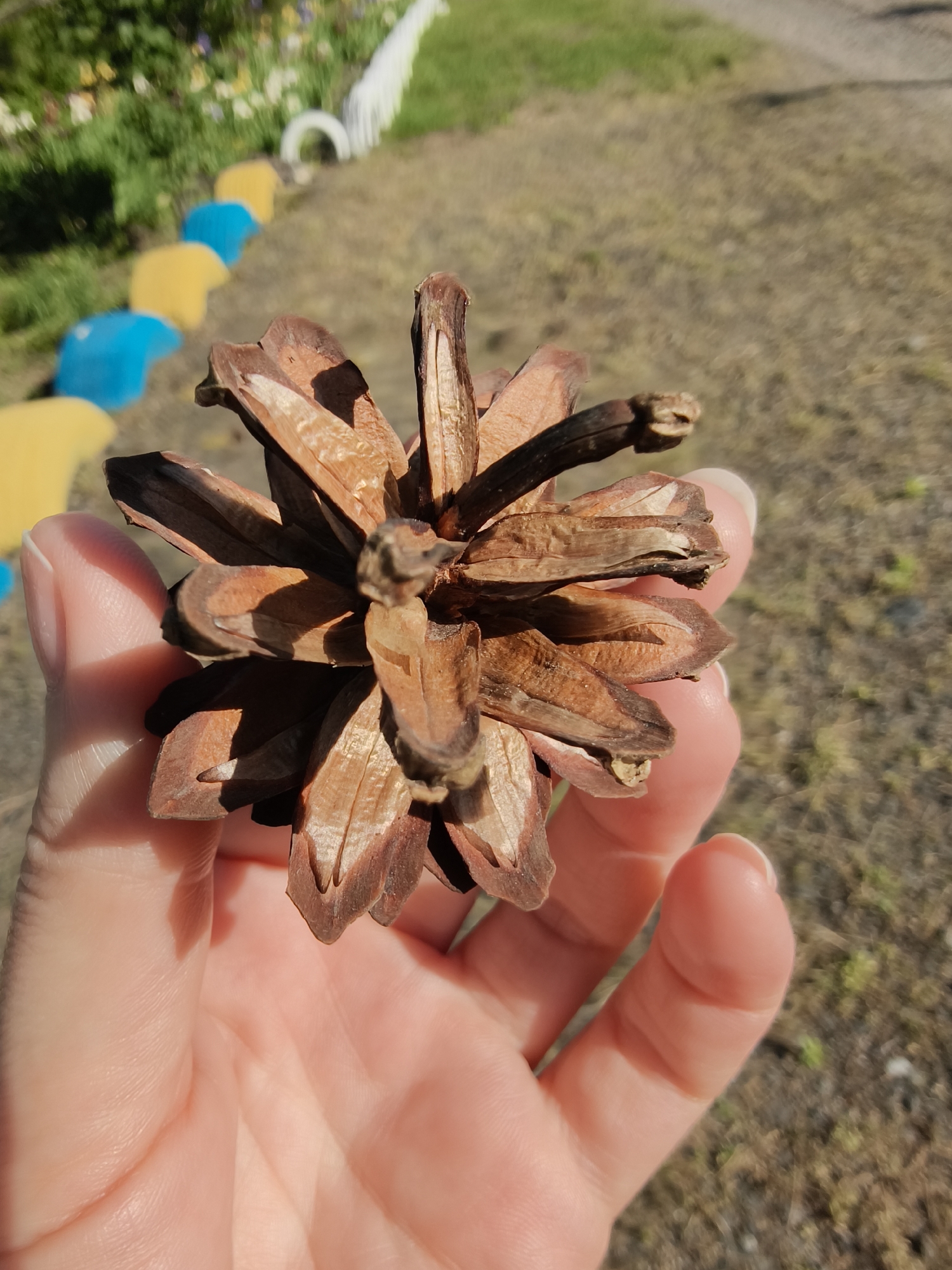A person's hand is holding a pine cone. The pine cone is brown and open. In the background, there is grass and some colorful objects. The location is identified as Poltavka, Ukraine.