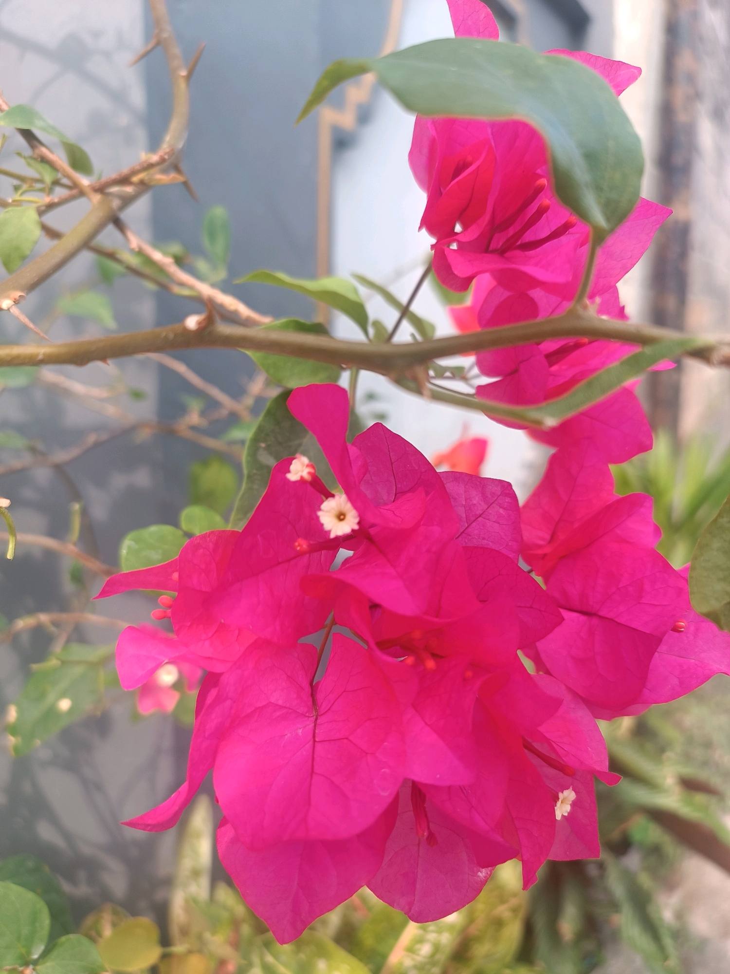 The image is a close-up shot of bright pink bougainvillea flowers. The bougainvillea branches are thorny and extend horizontally across the frame, with some green leaves visible. The background is blurred, showing a grey wall and some greenery, suggesting an outdoor setting. There are no people or animals in the image. The focus is on the vibrant colors and delicate texture of the flowers. The image appears to have been taken in Tabanan, Indonesia, likely in a garden or public space where bougainvillea is commonly grown.