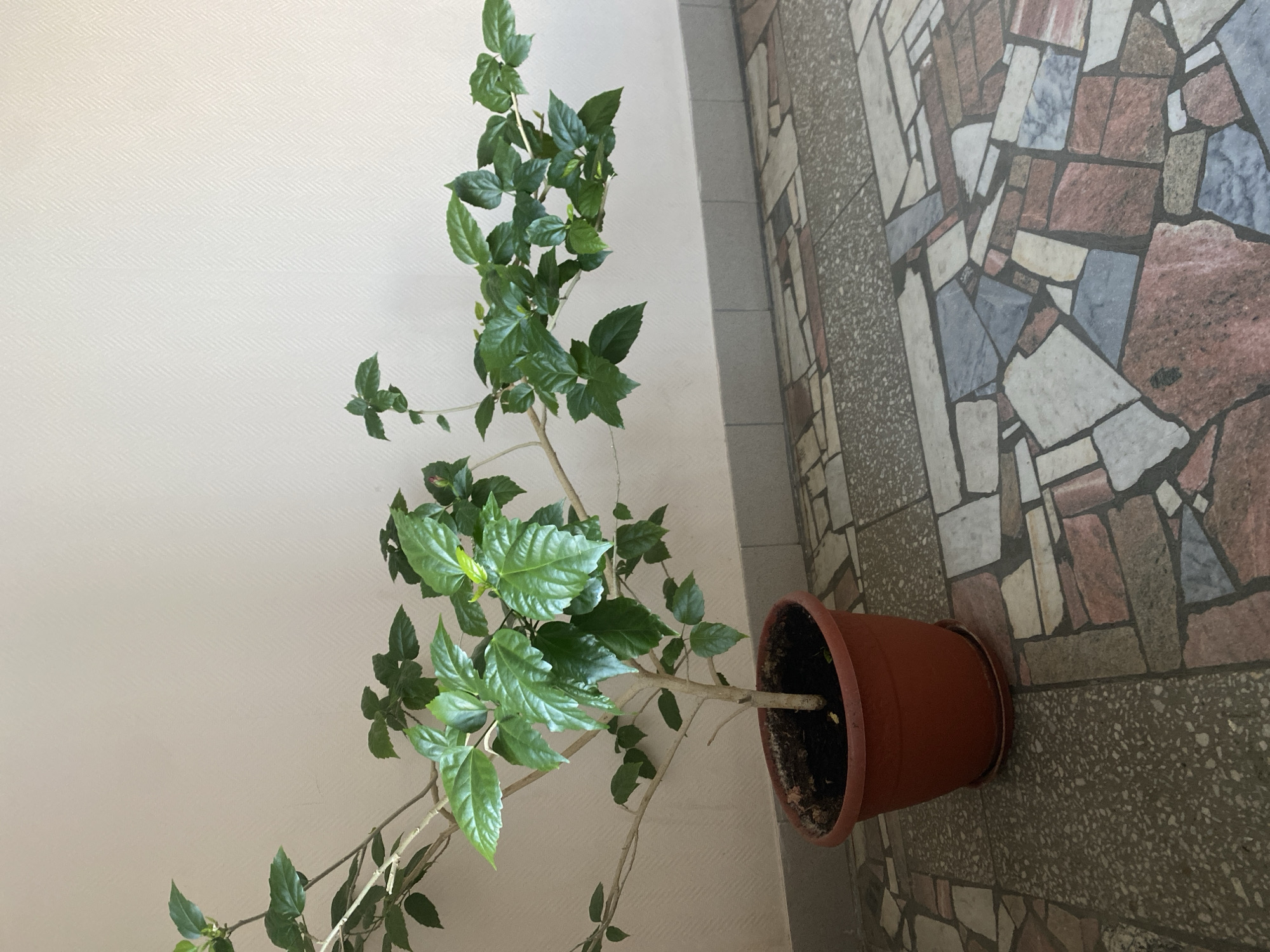 A potted plant rests on a tiled floor against a beige wall. The pot is brown, and the plant has multiple stems with green leaves. The tiles are a mix of grey, white, and pinkish-brown.