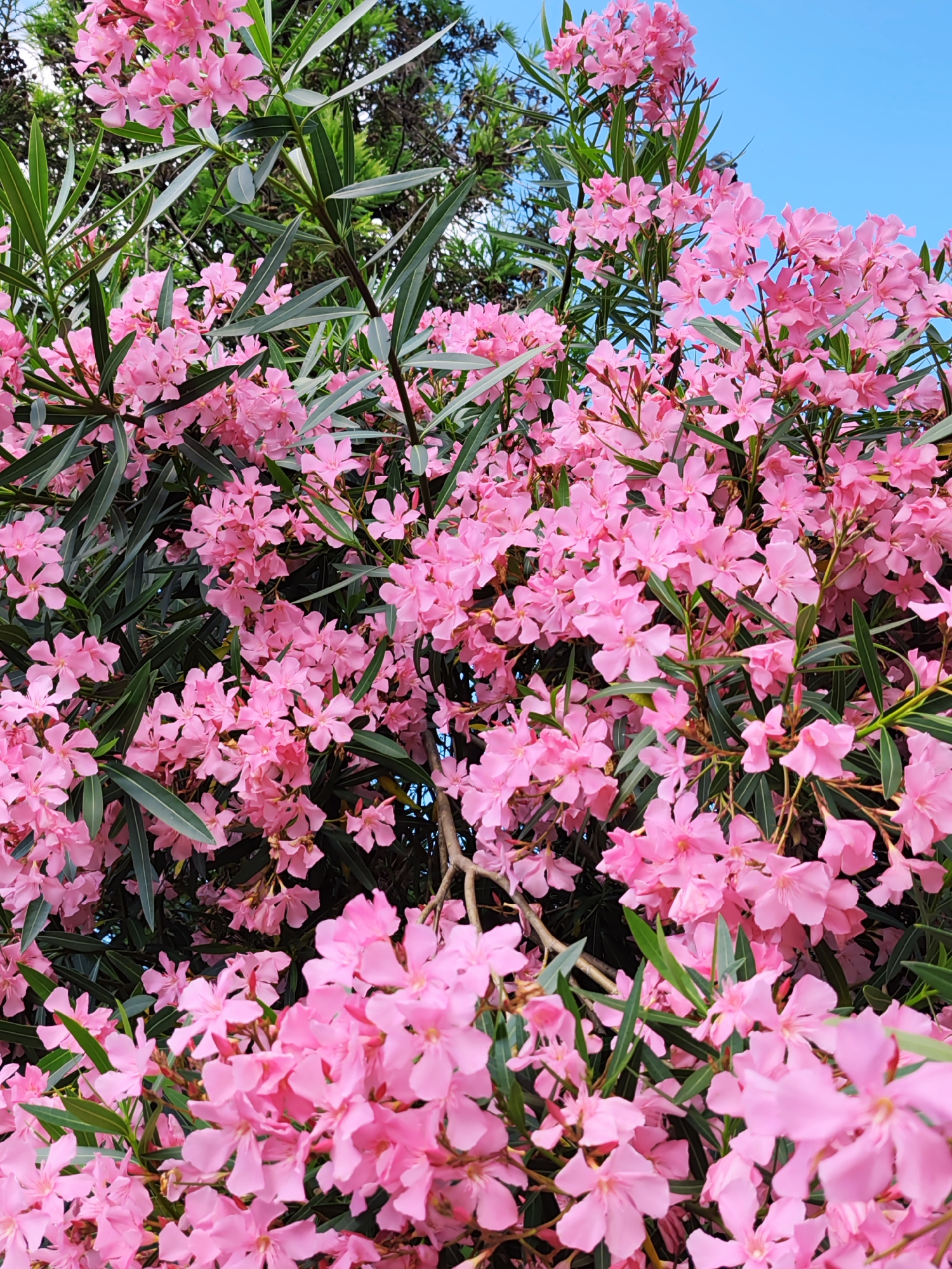 A close-up, low-angle shot captures a dense cluster of bright pink oleander flowers and their dark green, lance-shaped leaves against a clear blue sky. The flowers, with their five petals, are in full bloom and form abundant sprays. The image is dominated by the vibrant pink of the blossoms, with the foliage providing a rich, dark green contrast. The scene is characteristic of a sunny day in a garden or park, possibly in a Mediterranean climate, and could be located in Sochi, Russia, known for its subtropical flora. No people or man-made objects are visible, emphasizing the natural beauty of the flowering shrub.