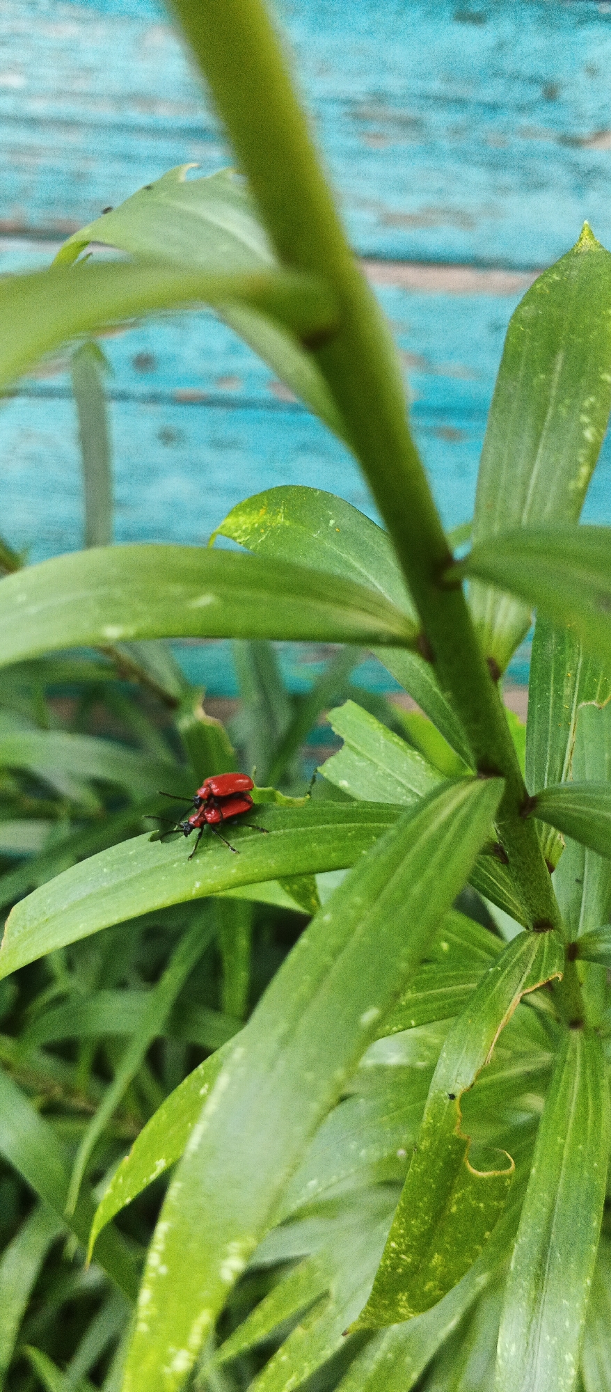 Two red lily beetles are mating on a green leaf. The background is out of focus and appears to be a blue wooden fence. This scene is located in Smila, Ukraine. The beetles are the primary subjects, with the leaf and background providing context. The image is a close-up shot, highlighting the intricate details of the insects and the plant.