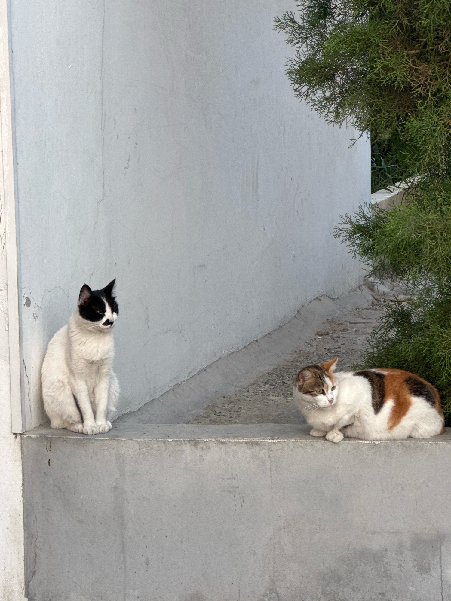 Two cats are present on a concrete ledge in an outdoor environment. The cat on the left is black and white, sitting upright and facing to the right. It has black markings on its face, including a patch over one eye and a small spot above its mouth resembling a mustache. The cat on the right is calico, with patches of white, brown, and black fur. It is lying down, curled on its side, and looking to the left. A dense green conifer tree is visible on the right side of the image, partially obscuring a white wall behind the cats. The scene appears to be in Agios Tychona Community, Cyprus.
