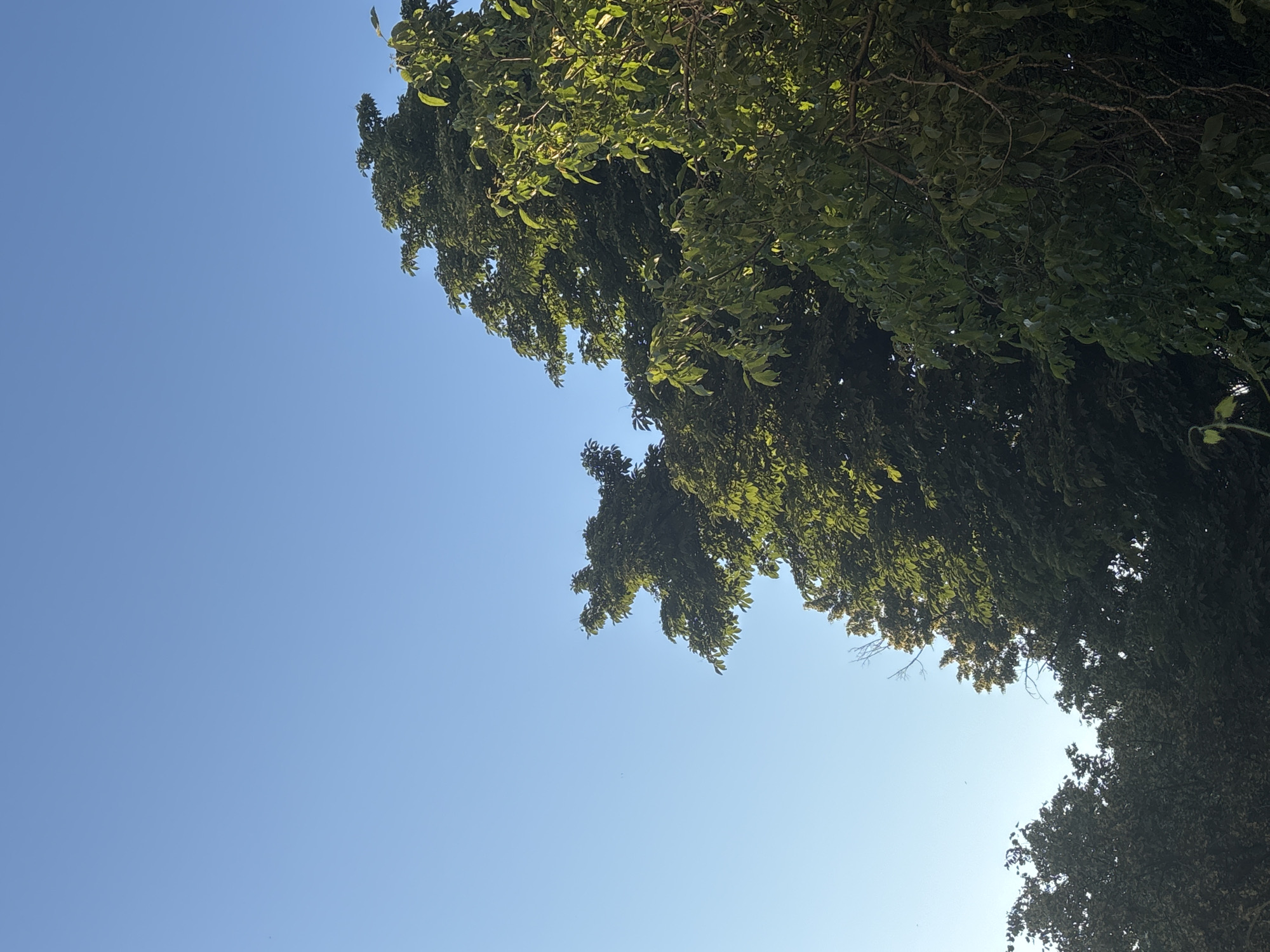 The image shows a clear blue sky with the tops of several green trees. The trees are dense with leaves, and some have branches visible. The lighting suggests it is daytime, possibly late afternoon due to the warm tone of the light hitting the leaves. There are no people or man-made structures visible in the frame. The image is an outdoor scene, likely in a park or a residential area with significant tree cover.