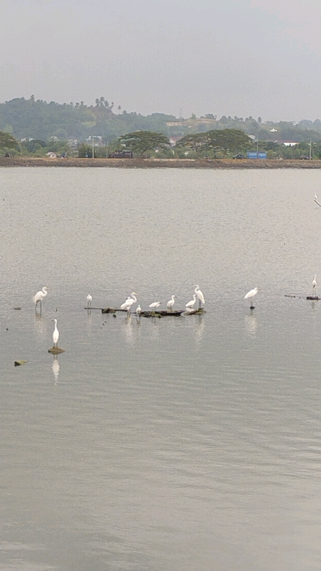A flock of egrets are gathered in a body of water, likely near the coast of Lhokseumawe, Indonesia. The birds are predominantly white and are standing on small islands of vegetation and debris in the water. In the background, a hazy, green landscape with trees and hills is visible, suggesting a semi-rural or coastal environment. The water is calm and reflects the overcast sky.