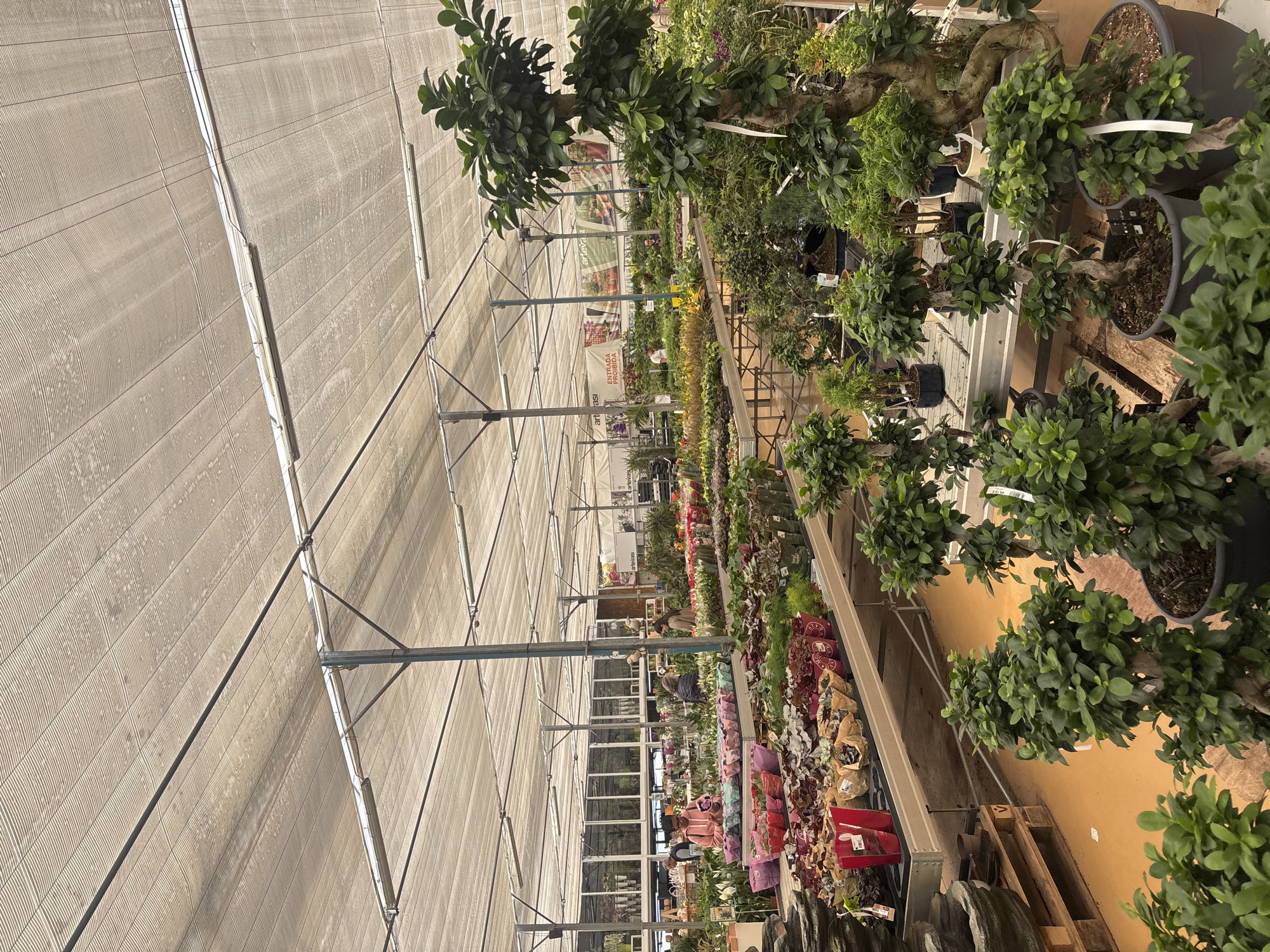 The image depicts the interior of a greenhouse or plant nursery in Vila Nova de Gaia, Portugal. The structure is characterized by a high, arched roof covered with a light-diffusing material supported by a metal frame. Long rows of tables and shelving display a wide variety of plants, including small potted flowering plants, various foliage plants, and several mature bonsai trees in large pots. Customers can be seen browsing the selections. The scene has an overall bright, airy appearance due to the filtered sunlight.