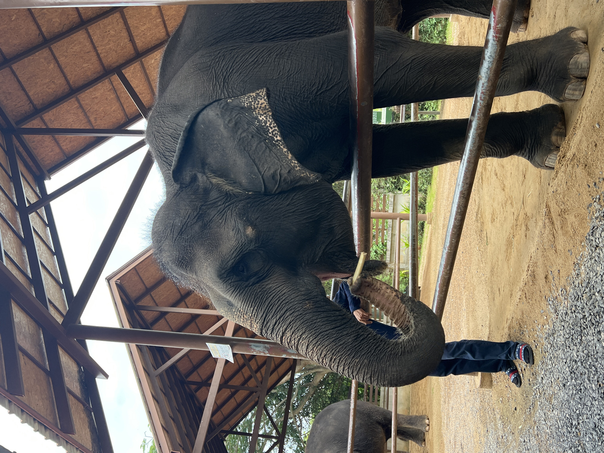 This is a medium shot photograph of an Asian elephant in an outdoor enclosure at an elephant sanctuary, possibly on the island of Koh Samui, Thailand. The elephant, an adult female, is on the right side of the frame, facing left and eating from a stick held by a person to its left. The elephant's trunk is curled and appears to be grasping the stick. The person, seen from the waist down, is wearing dark blue jeans and patterned slides, and is standing on a sandy ground with small gravel in the foreground.
The enclosure has a brown metal fence in the foreground and a wooden roof structure supported by metal beams above. The roof is made of wooden planks. In the background, another elephant is partially visible on the left, and lush green vegetation can be seen beyond the fence. The ground is a mix of sand and gravel. The lighting suggests it is daytime, possibly overcast. A sign with text, partially obscured, is visible on a post behind the elephant's head.