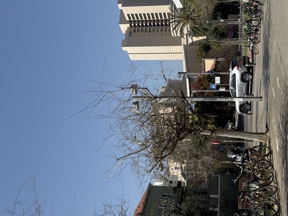 The image depicts an urban street scene under a clear, bright blue sky during daylight hours in the Jaffa district of Tel-Aviv, Israel, specifically near Clock Square, indicated by a visible "כיכר השעון" sign.
In the foreground and midground, a paved street and sidewalk are visible, with shadows cast by trees and street poles. A prominent bare deciduous tree with sparse branches stands in the center-left, with another similarly bare tree to its right, adjacent to a street lamp pole. Multiple bicycles, approximately 8-10, are parked on the left side of the sidewalk, some secured to a rack. A dark-colored scooter or motorcycle is parked among them. On the right side of the street, a silver Toyota RAV4 SUV is parked, facing away from the viewer. Traffic signs, including pedestrian crossing signs (blue squares with white figures) and a yield sign (red triangle), are mounted on poles.
The background on the left features an older, multi-story residential building with a green facade, red-tiled roof, and balconies with railings. Closed shutters are visible on some windows. Further into the background on the right, a tall, modern, light-beige high-rise building with numerous rectangular windows dominates the skyline. Below it, several smaller buildings are visible, some with graffiti on their walls, interspersed with lush green foliage including palm trees and various bushes. No individuals are present in the visible scene.