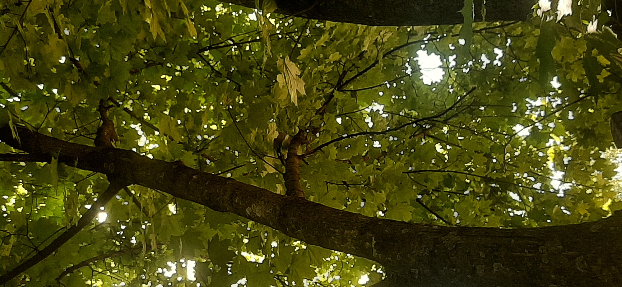 A low-angle shot captures a dense canopy of green leaves from a tree. Sunlight filters through the leaves, creating bright spots and dappled patterns on the branches and foliage. The trunk of the tree, textured and dark, dominates the left side of the frame. A squirrel with a brown body and tail is perched on a branch in the middle of the image, facing to the left. The background is a blur of green leaves and light, suggesting an outdoor, natural setting. The image appears to be taken in Yessentukskaya, Russia, based on the provided context.