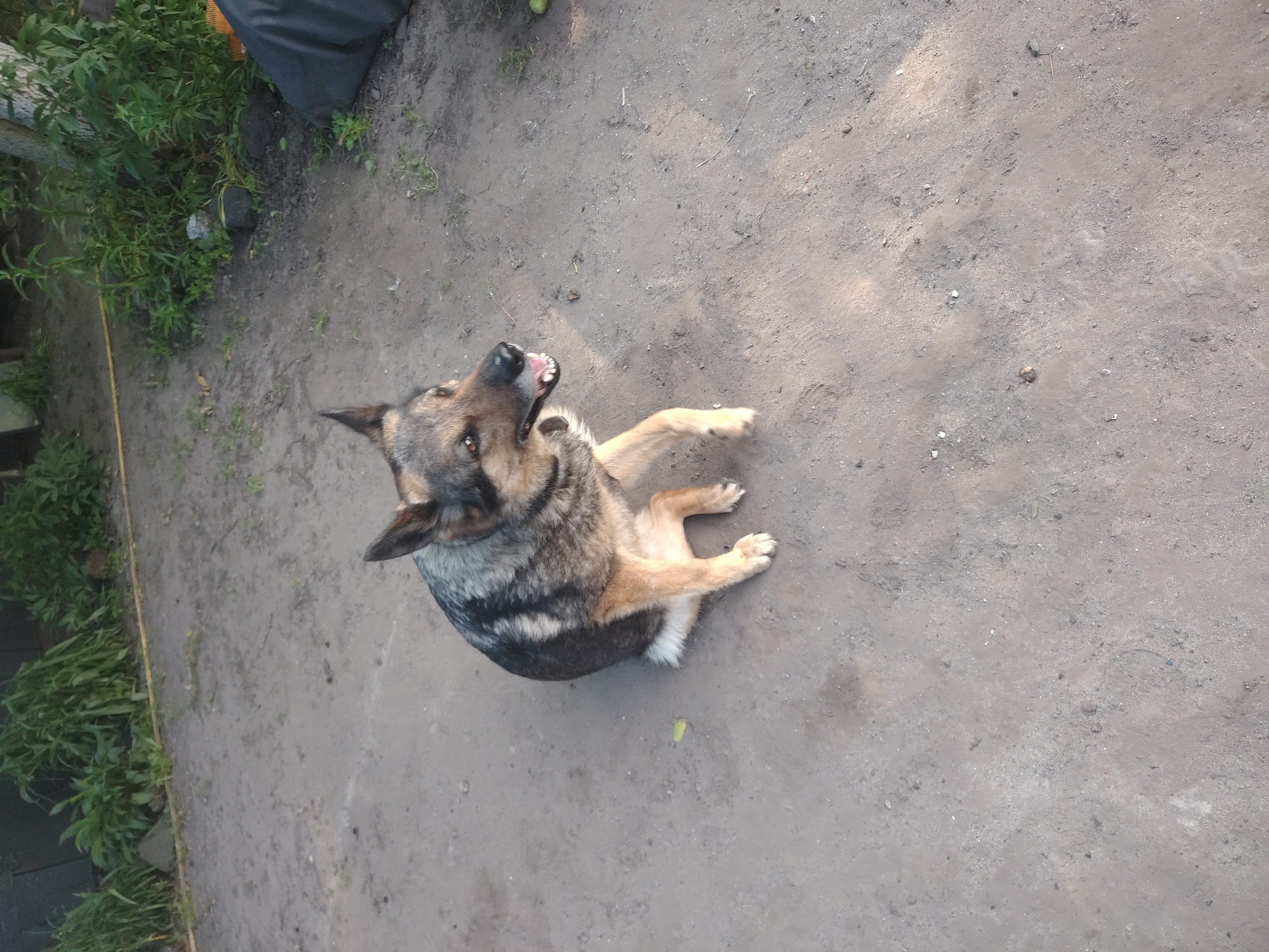 A German Shepherd dog is sitting on a dirt ground with its hind legs tucked underneath its body and its front paws extended forward. The dog is facing left and has its mouth open, appearing to pant or be in mid-bark. The dog's fur is a mix of brown, black, and tan. The ground is a rough, dusty texture with some small pebbles and debris. In the background, there is green foliage and a tree trunk on the right side. The environment appears to be outdoors, possibly in a yard or rural area. There is no indication of the city of Bakhmach, Ukraine.