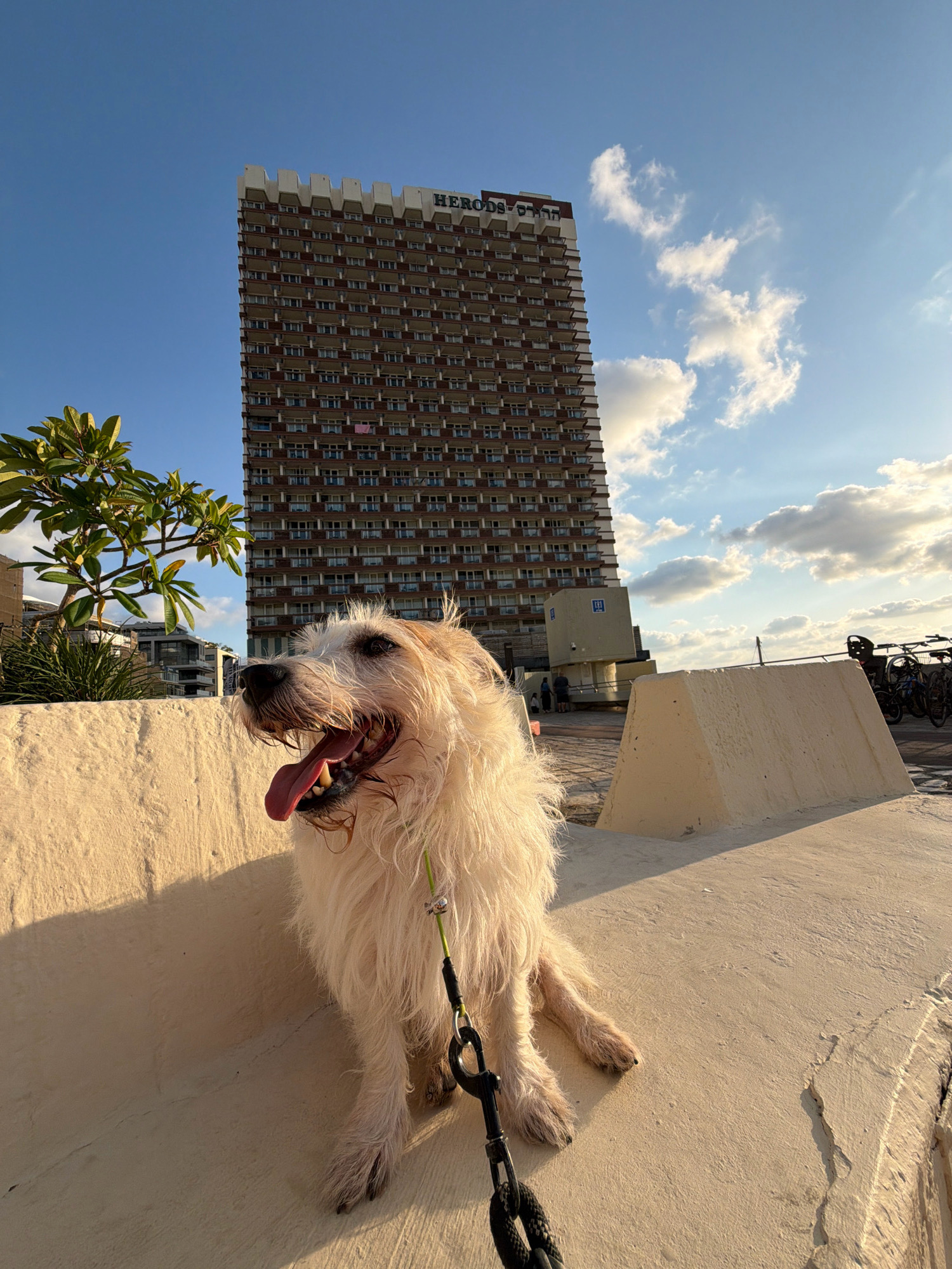 A medium shot captures a shaggy, light-colored dog in the foreground, panting with its tongue out. The dog is tethered by a black leash with a green charm. The dog is positioned on a tan, textured surface that appears to be a wall or promenade. In the background, a tall, multi-story building with a distinctive crenellated top and numerous balconies dominates the scene. The building has the word "HERODS" visible on its facade. To the left of the building, a leafy green plant is partially visible. The sky above is a bright blue with scattered white clouds, and the sun is casting long shadows, suggesting it is late afternoon. The location is identified as Tel-Aviv, Israel. The overall atmosphere is bright and airy, with the dog appearing happy and relaxed.