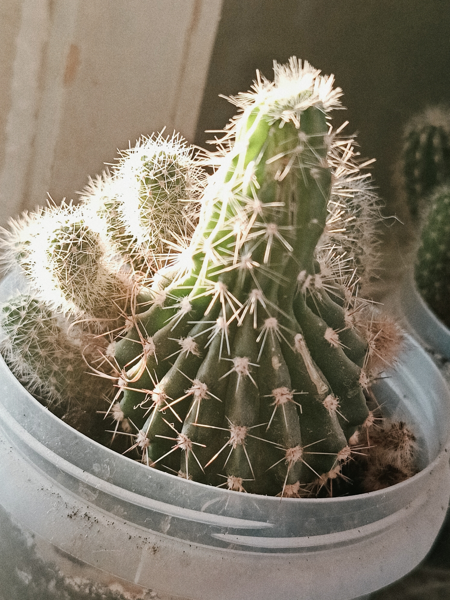 A close-up shot depicts a cactus with multiple offshoots housed in a slightly soiled plastic pot. The cactus itself is green, with pronounced ridges and sharp, white spines protruding from it. The offshoots appear smaller and rounder, covered in a dense cluster of white, hairlike spines. Sunlight washes over the cactus, highlighting its texture and creating a slight glare. The pot appears to be a light grey color and shows signs of accumulated dust and dirt. Another cactus is partially visible in the background.