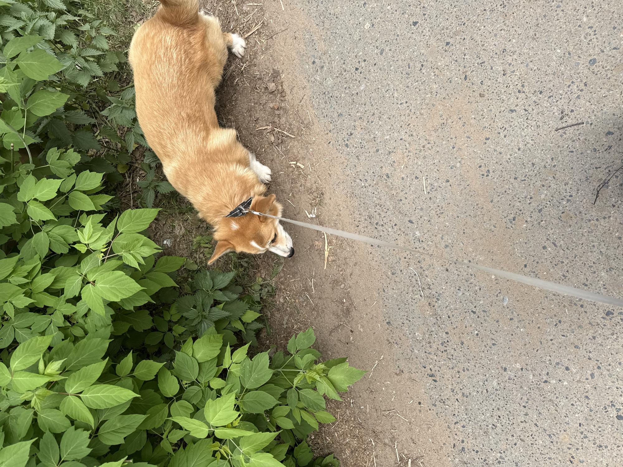 An overhead shot shows a corgi on a leash at the edge of a paved area with vegetation on the left. The corgi is tan and white, and the leash is white. The vegetation consists of green leafy plants. The paved area is gray concrete. The location appears to be an outdoor area in Votkinsk, Russia, given the prompt's context. No people are visible in the image.