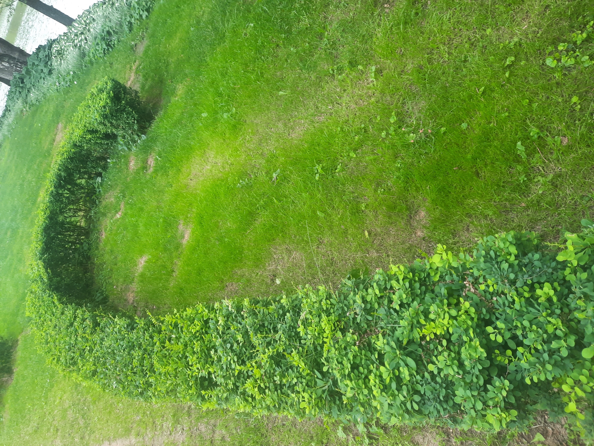 The image depicts a curved hedge made of dense, leafy green bushes. The hedge is bordered on its left by a dirt path and on its right by a well-maintained lawn. Beyond the lawn, a body of water, likely a river or lake, is visible, with trees and other foliage along its bank. The overall scene suggests an outdoor setting in a park or garden area within the city of Porechye, Belarus. No people or specific actions are observable.
