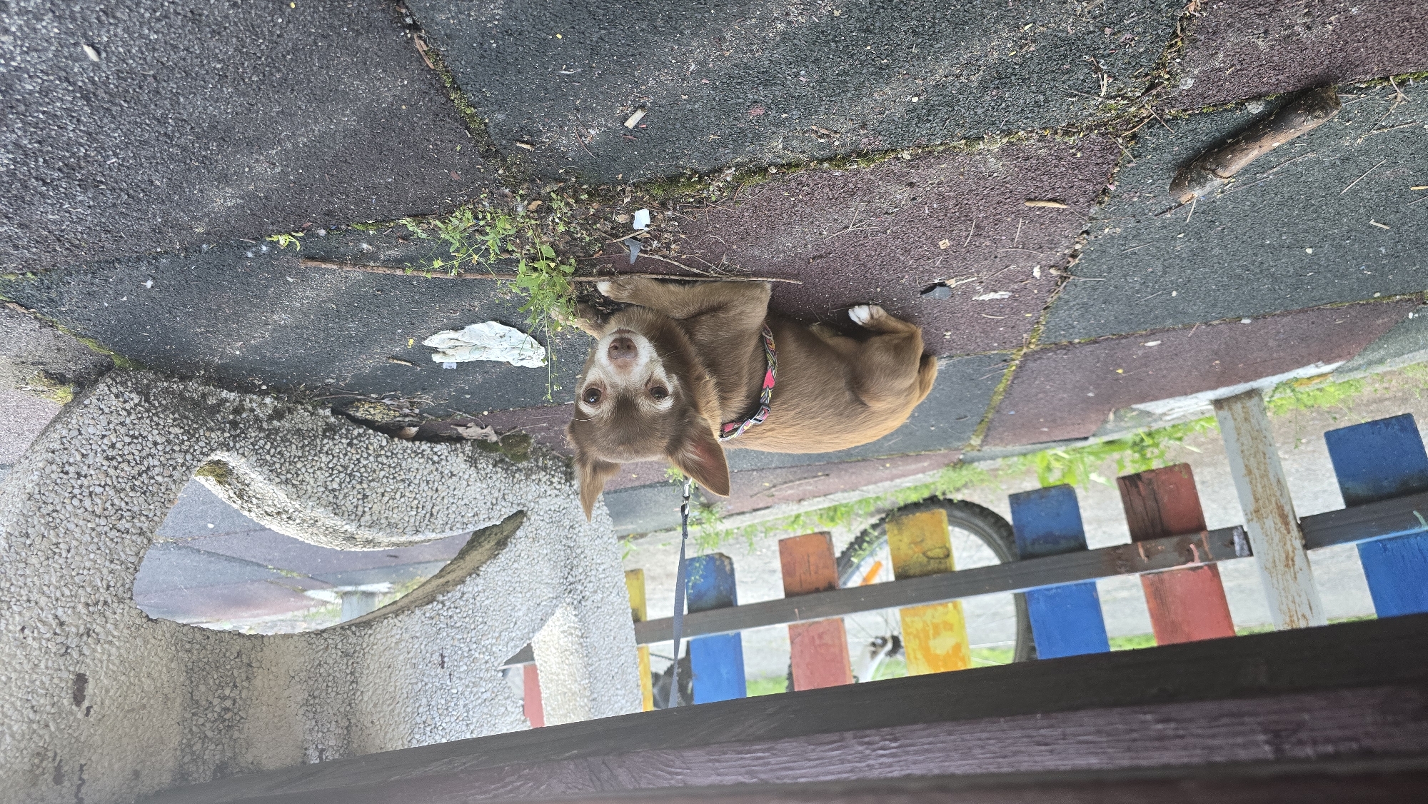A small, brown, short-haired dog lies on a textured, multi-colored surface of gray, red, and green rubber tiling. It wears a colorful floral collar and is attached to a leash. Some vegetation grows nearby, along with scattered debris. A textured concrete structure sits on the left. A painted fence with blue, yellow, and red colors is in the background, partially obscuring a bicycle wheel. The image appears to be taken outdoors in an urban environment. Given the presence of rubber tiling and play structures, it is likely within a park or playground. Based on visual cues alone, determining the specific location within Sofia, Bulgaria is not possible.
