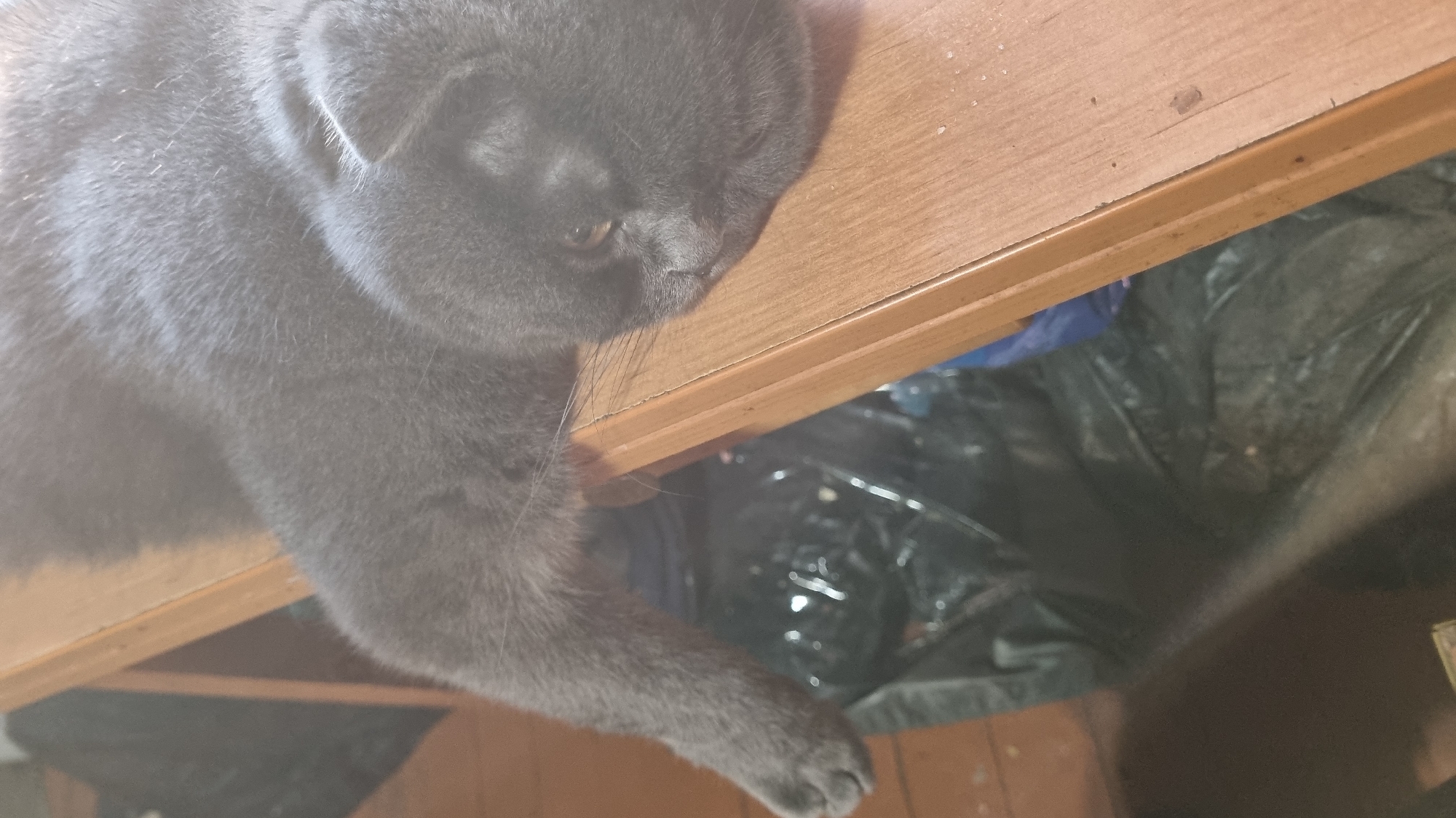 A gray cat is lying on a wooden shelf. The cat's body is mostly gray, with a lighter gray underside. Its eyes are partially closed, and its ears are folded back. The cat's left paw is hanging over the edge of the shelf, and its tail is tucked underneath its body. The shelf is made of light-colored wood and has a smooth surface. Below the shelf, there is a black trash bag. The background is out of focus, but it appears to be a room with wooden walls and a floor.