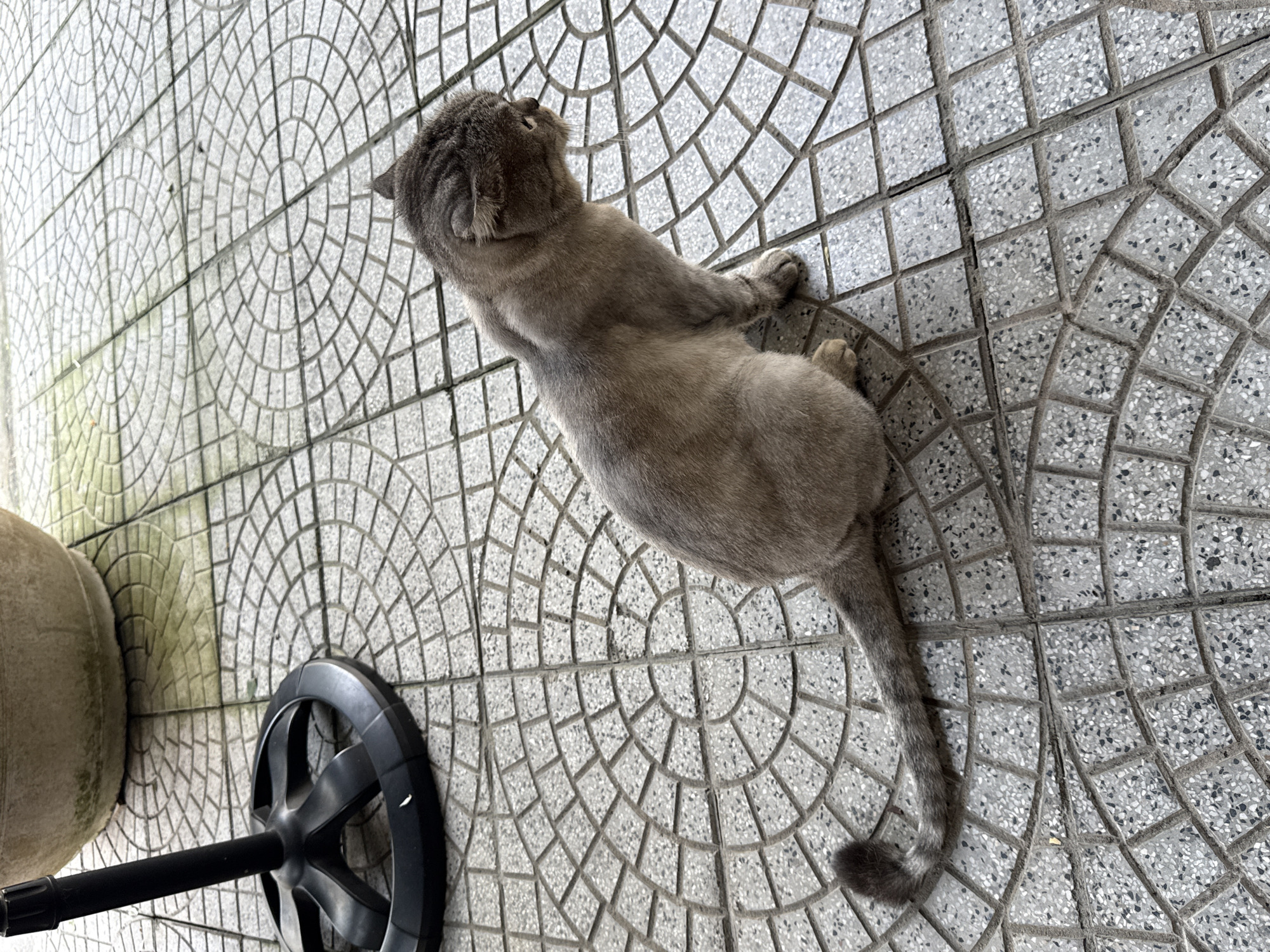 A gray cat with short fur lies on a gray tile floor with a geometric pattern of interlocking circles, oriented so its head is near the top of the frame. The cat is facing towards the top of the image, with its tail extending down. The floor extends to the right and up, and on the left is a large, light-colored concrete pot next to a black metal frame with a pole. The image appears to be taken outdoors. No specific information is available to verify the location of the image to Đà Nẵng, Vietnam.