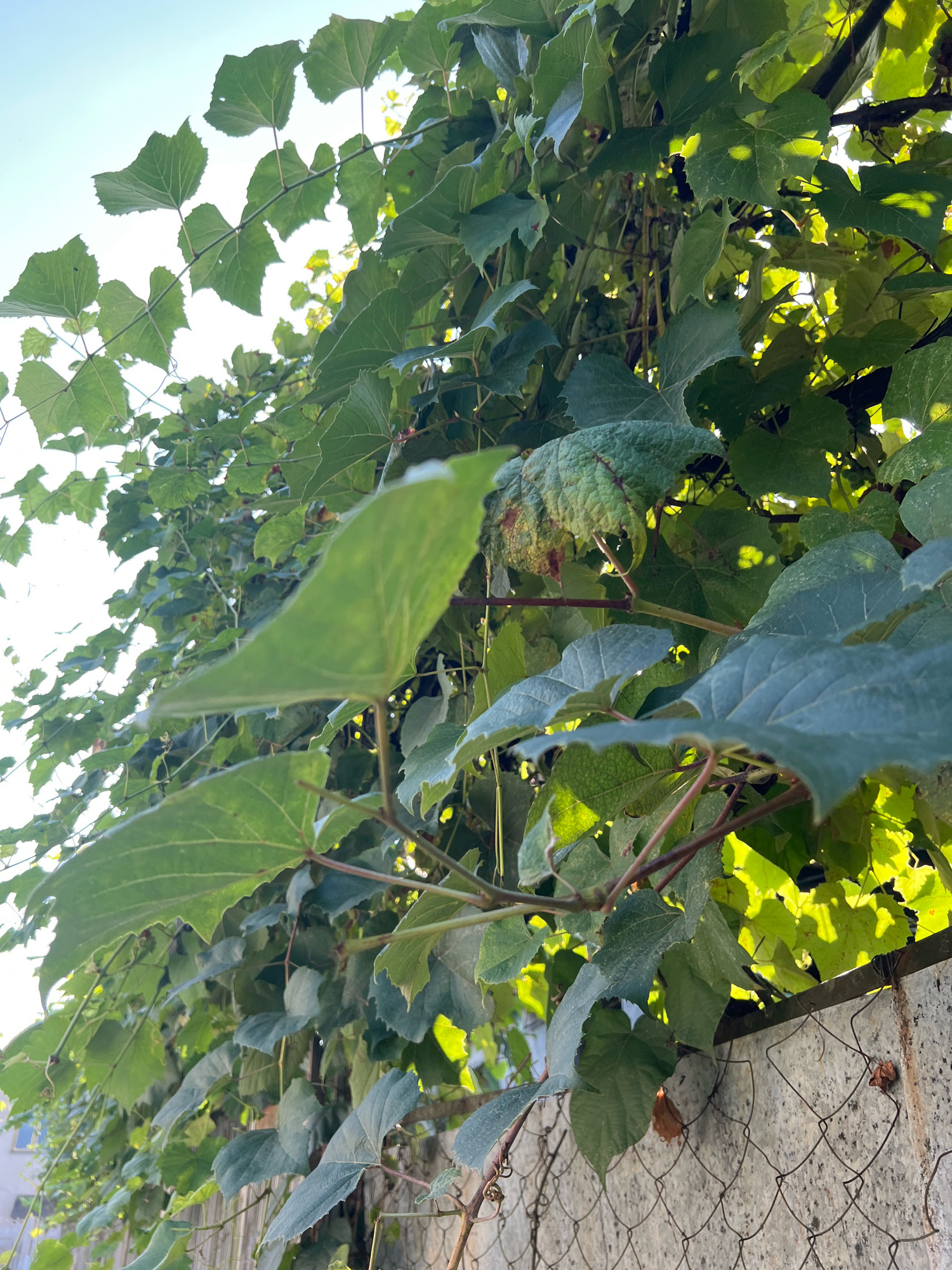 In Sokhumi, Abkhazia, a dense canopy of green grapevines drapes over a chain-link fence bordering a concrete wall. The leaves, varying in shades of green, some showing signs of browning or damage, create a lush, textured surface. Sunlight filters through the foliage, casting dappled patterns on the leaves and highlighting the vibrant green. The fence, made of thin wire mesh, shows signs of rust and age. Behind the vines, a building with windows is partially visible, suggesting an urban or suburban setting. The scene is captured from a low angle, looking upwards into the vibrant green growth against a bright sky.
