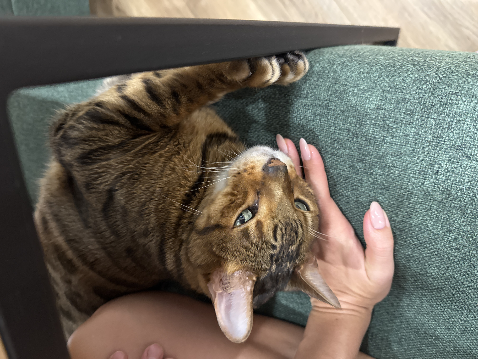An overhead shot captures a striped tabby cat with green eyes, looking directly upwards towards the camera. The cat, likely a Bengal or similar breed with brown and black markings, is resting on a green, textured fabric surface, which appears to be a sofa or chair. A person's hand gently cradles the cat's head, with long, light pink manicured fingernails visible. Part of the person's bare leg or thigh is also visible beneath the cat, suggesting the cat is comfortably situated on the person's lap or body.
In the upper left quadrant of the frame, a dark, rectangular bar or frame is visible, possibly part of a piece of furniture like a chair arm or table. The background features a light, possibly wooden floor. The cat's expression is calm and attentive, with its head slightly tilted, and its whiskers are prominent. The scene conveys a moment of affectionate interaction between the pet and owner in a relaxed indoor setting.