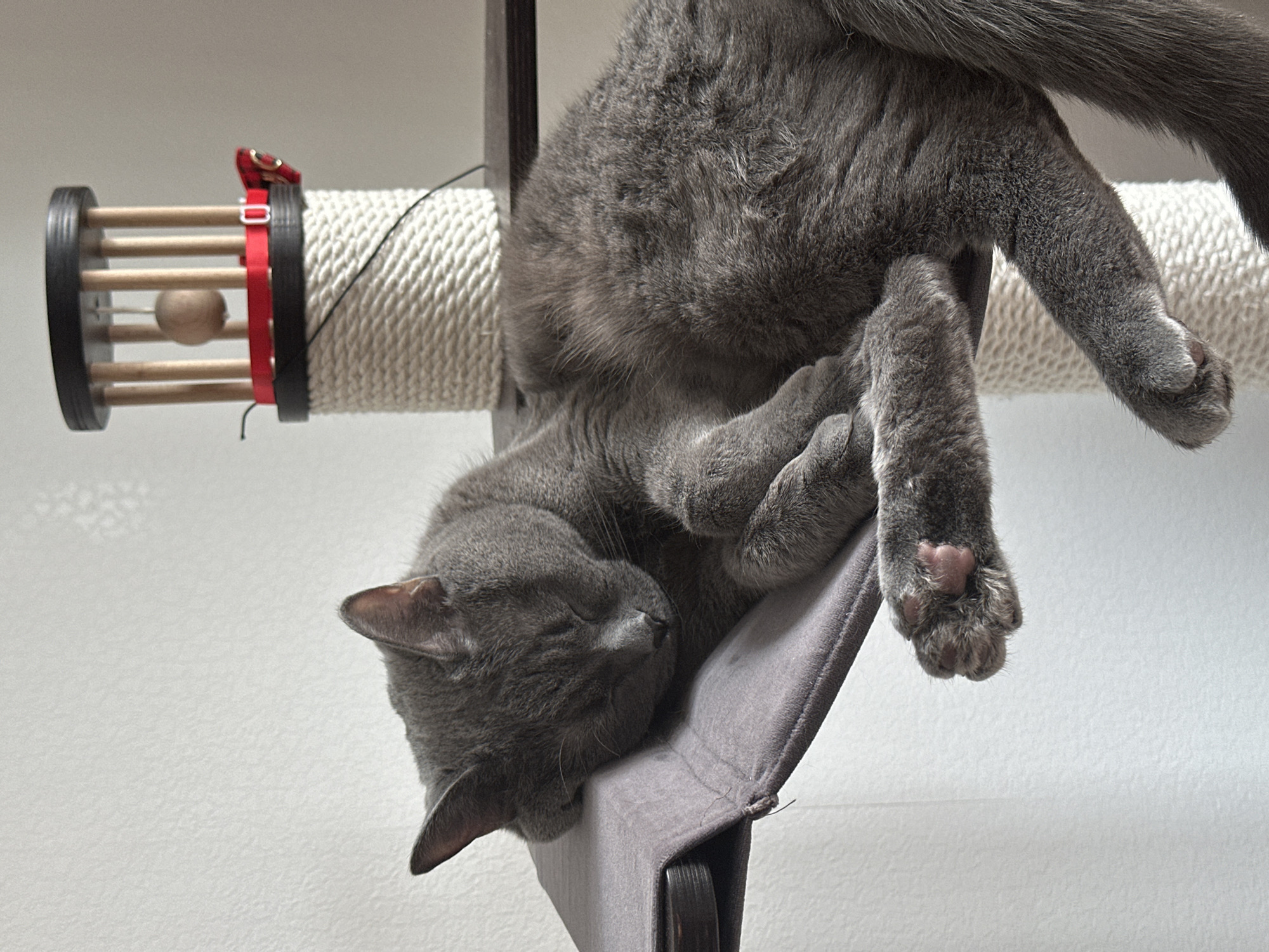 An adult domestic feline, characterized by short, dense gray fur, is observed sleeping in an interior setting in the city of Drozhzhino, Russia. The animal is positioned on its left side, resting within a gray fabric hammock suspended from a dark-colored platform. Its eyes are closed, indicating a state of rest. Visible on its left front paw are curled digits revealing pink paw pads. To the right and behind the feline, a vertical cylindrical scratching post wrapped in light-colored rope is present. Mounted atop this scratching post is a cylindrical interactive toy constructed from dark-colored and natural wood, featuring vertical bars enclosing a suspended light-brown sphere. A red ribbon, secured by a silver-colored buckle and adorned with a red and black plaid bow, encircles the base of this toy. A thin black cord hangs from the toy's side. The background consists of a plain, light-colored, textured wall.