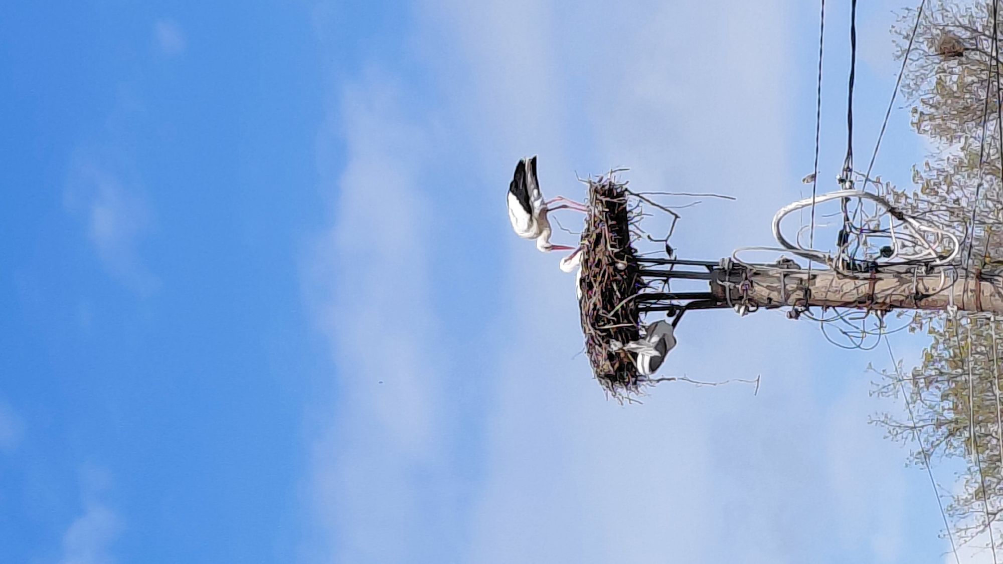 Observed in Unknown, Unknown is a utility pole hosting a large bird nest. Three white birds with black wings are situated in and around the nest. One bird is upside down, its legs anchored to the nest. The nest is constructed of various twigs and branches. The pole is equipped with an array of wires and hardware. The sky is blue with scattered clouds.