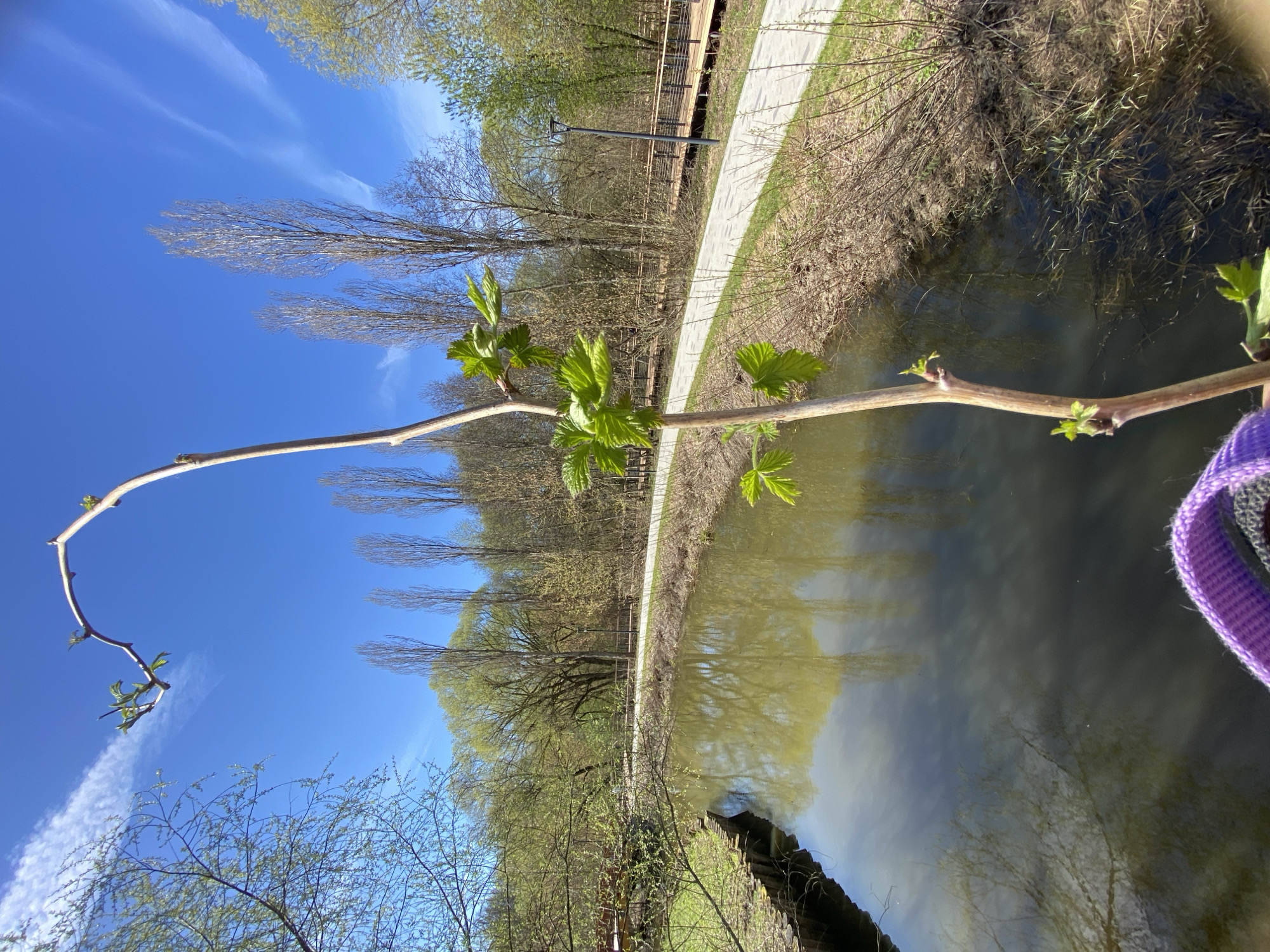 A bright, sunny day in a park-like setting. A narrow waterway or canal is visible, with a paved path running alongside it. Trees line both sides of the path, some reflected in the water. A branch with emerging leaves is prominently featured in the foreground. Part of a purple strap or band is also visible on the right side of the frame. The location is Moscow, Russia.