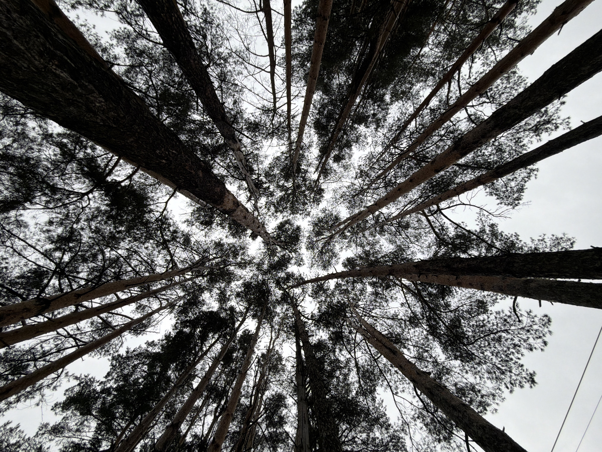 This low-angle photograph captures the canopy of a dense forest, looking directly upwards towards an overcast sky. Numerous tall, slender trees, appearing to be pines or similar conifers, dominate the frame, their trunks and branches forming a radial pattern that converges towards the center of the image. The trees are silhouetted in dark tones against the bright, uniformly gray sky, creating a high-contrast effect.
The subjects are primarily the tree trunks and their branches, laden with dark needles, especially in the upper sections. Some trees also show bare, intricate branch structures, suggesting it might be late autumn or winter when deciduous trees would have lost their leaves, though these appear to be evergreens. The bark texture on the closer tree trunks is visible, showing rough, dark surfaces. No people or animals are present.
The scene depicts a natural setting, likely a forest or woodland, with the perspective emphasizing the towering height of the trees. There is no specific activity taking place. The time of day is not clearly discernable due to the overcast conditions, but the bright sky indicates daylight. The weather appears cloudy or overcast. A thin, dark line, possibly a power line or wire, is faintly visible cutting across the upper right portion of the sky. The overall impression is one of being enveloped by nature, with the trees stretching endlessly towards the heavens. The location context provided is Chaikovsky, Russia. No visible text is present in the image.