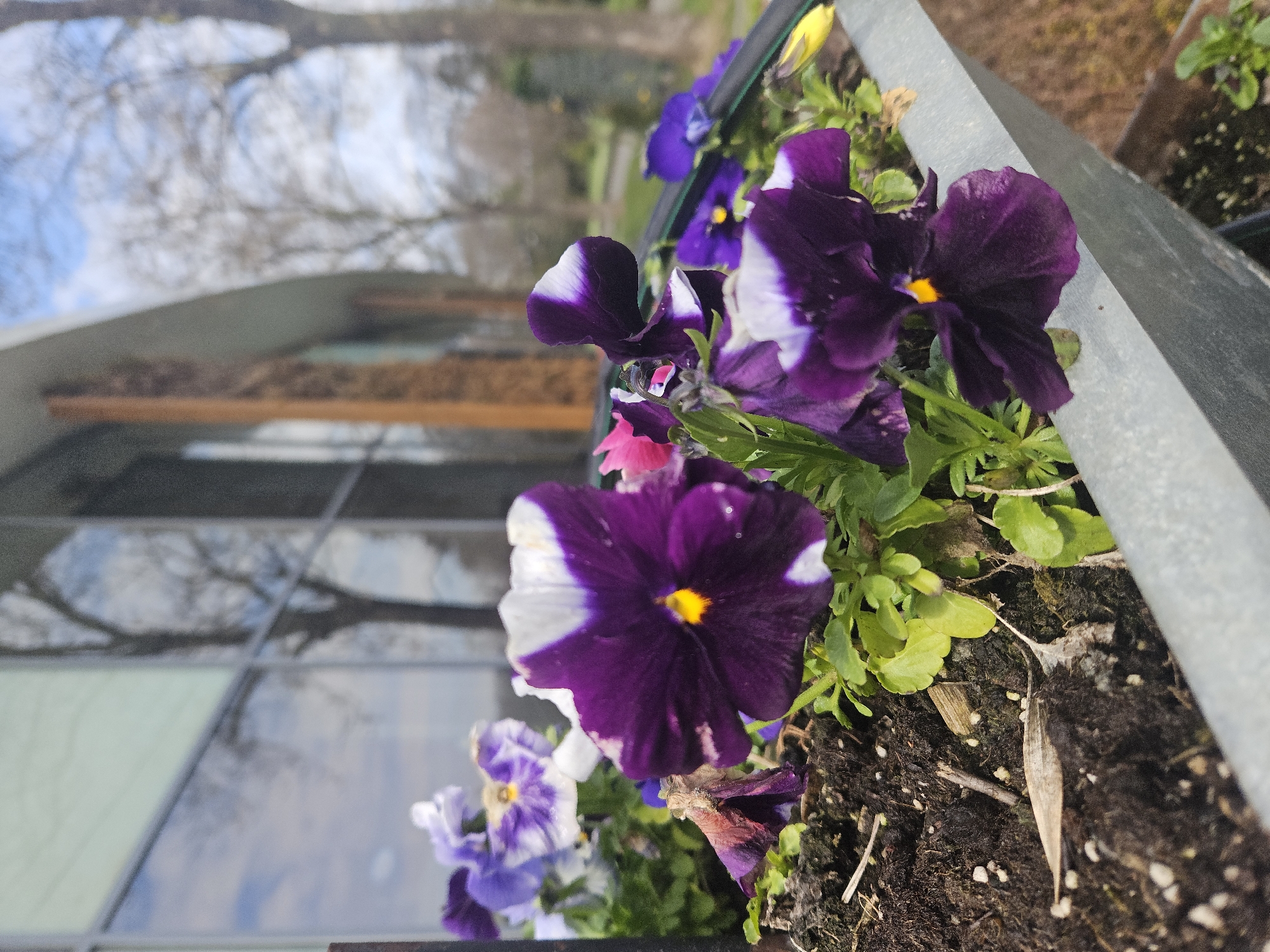 The image depicts a close-up of a planter box filled with purple and white pansies. The plants appear to be in full bloom. The planter box is made of a metallic material. The background shows a building with a reflection of trees and the sky in its windows. The planter box appears to be located outdoors. There is no visible information in the image to identify the specific location as Burgas, Bulgaria.