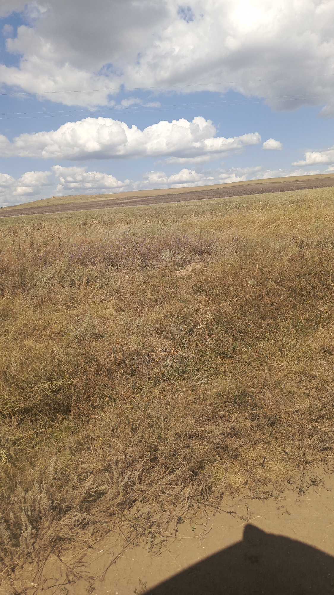 The image shows a wide, open grassy field with dry, golden-brown grass and scattered patches of low-lying purple wildflowers. The terrain slopes gently upward towards the horizon. In the distance, there is a darker strip of land, possibly a field or a road, followed by more gently sloping, light-brown terrain. The sky is a bright blue with scattered white and gray cumulus clouds. A dark shadow, likely cast by a person or an object, is visible in the bottom right corner of the frame. The scene appears to be a natural landscape, possibly in a rural area. The city of Октябрьский Городок, Russia, is mentioned, suggesting the location of this outdoor scene.