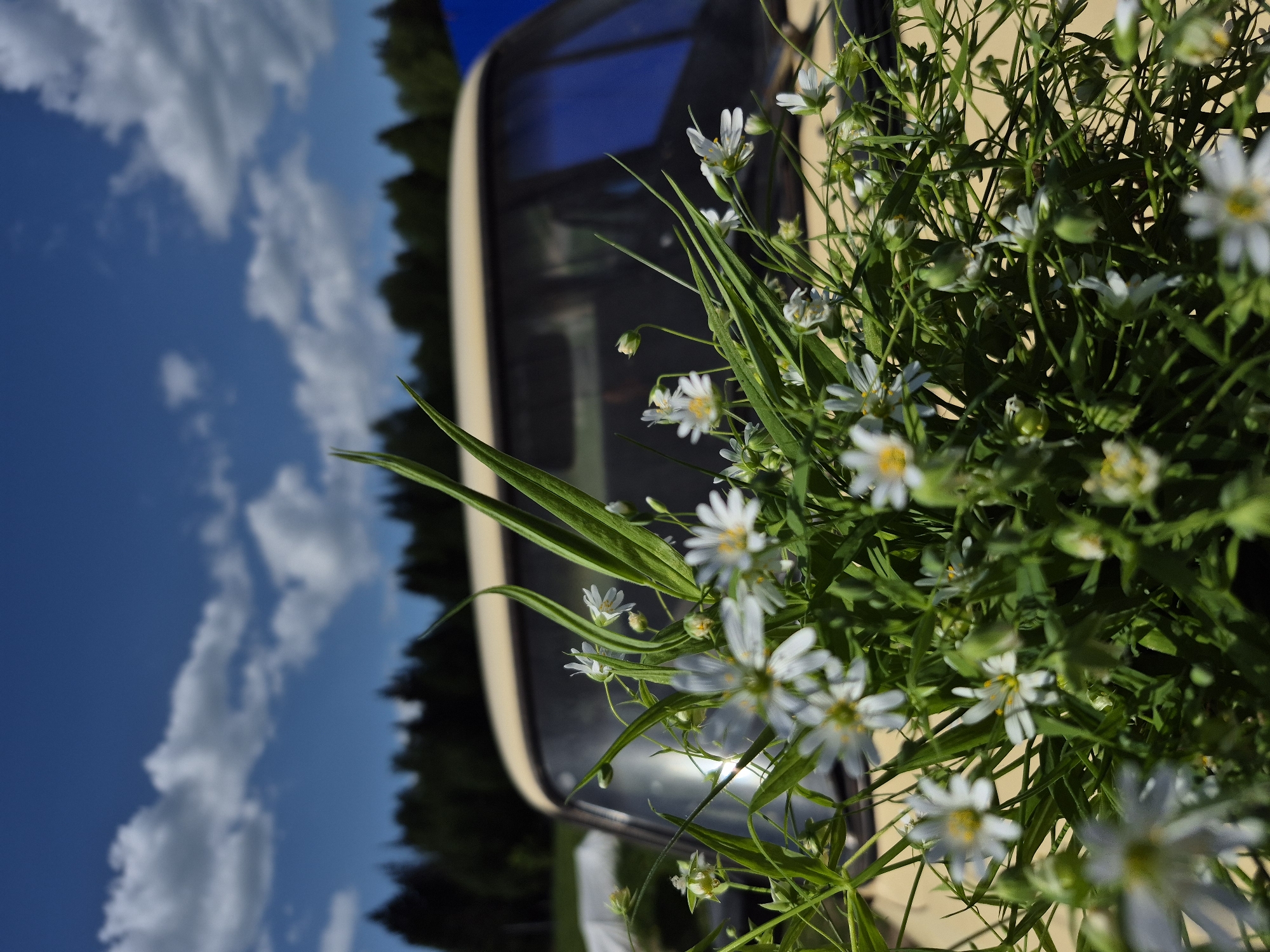 A close-up, rotated image captures a cluster of small white flowers with yellow centers, intermixed with green leaves and stems, filling the right side of the frame. Behind the flowers, a blurred beige or tan vehicle is visible, with the reflection of a blue sky and white clouds visible in its windows. The background beyond the vehicle shows a forested area and a clear, blue sky with scattered white clouds. The image is bright and well-lit, suggesting it was taken outdoors in daylight. There is no indication that this photo was taken in the city of Дойная, Russia.
