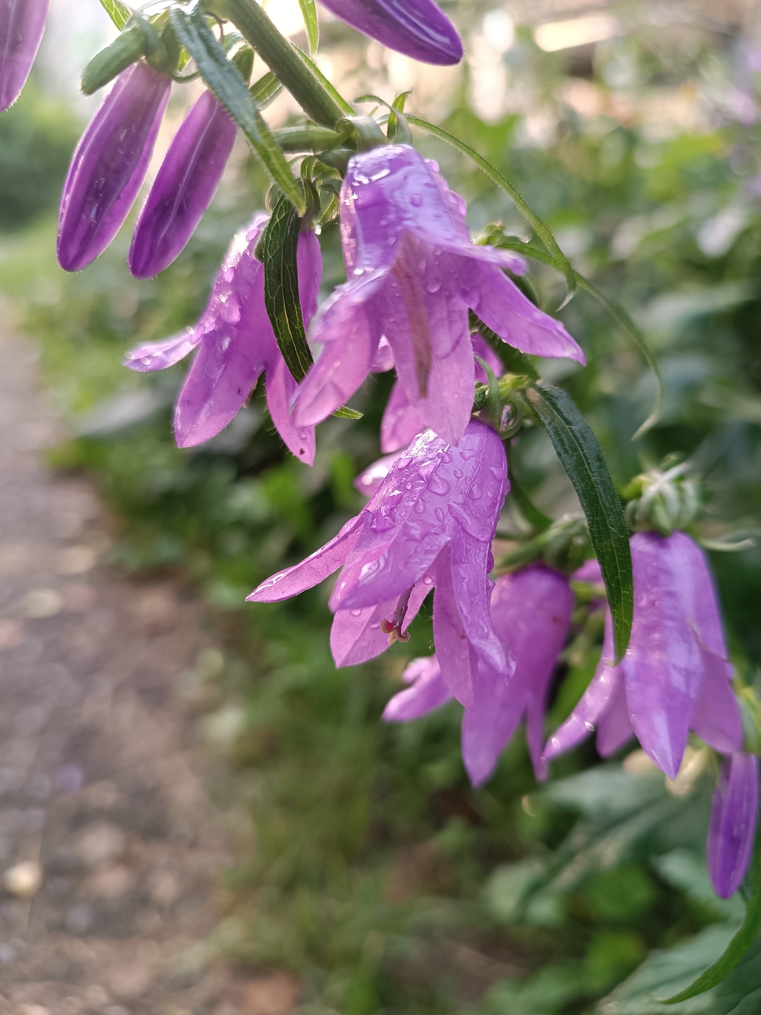 A cluster of purple bellflowers, adorned with water droplets, hangs from a stem. The flowers are in focus, with their delicate petals catching the light. Behind them, a blurry background reveals a dirt path on the left and lush green foliage on the right, suggesting an outdoor setting. The lighting appears natural, possibly indicating early morning or late afternoon sun. There are no people or animals visible in the frame. The scene is serene and natural, reminiscent of a garden or park area. Given the presence of a dirt path and surrounding vegetation, this image could have been captured in a public park or a residential garden within the city of Chaikovsky, Russia.