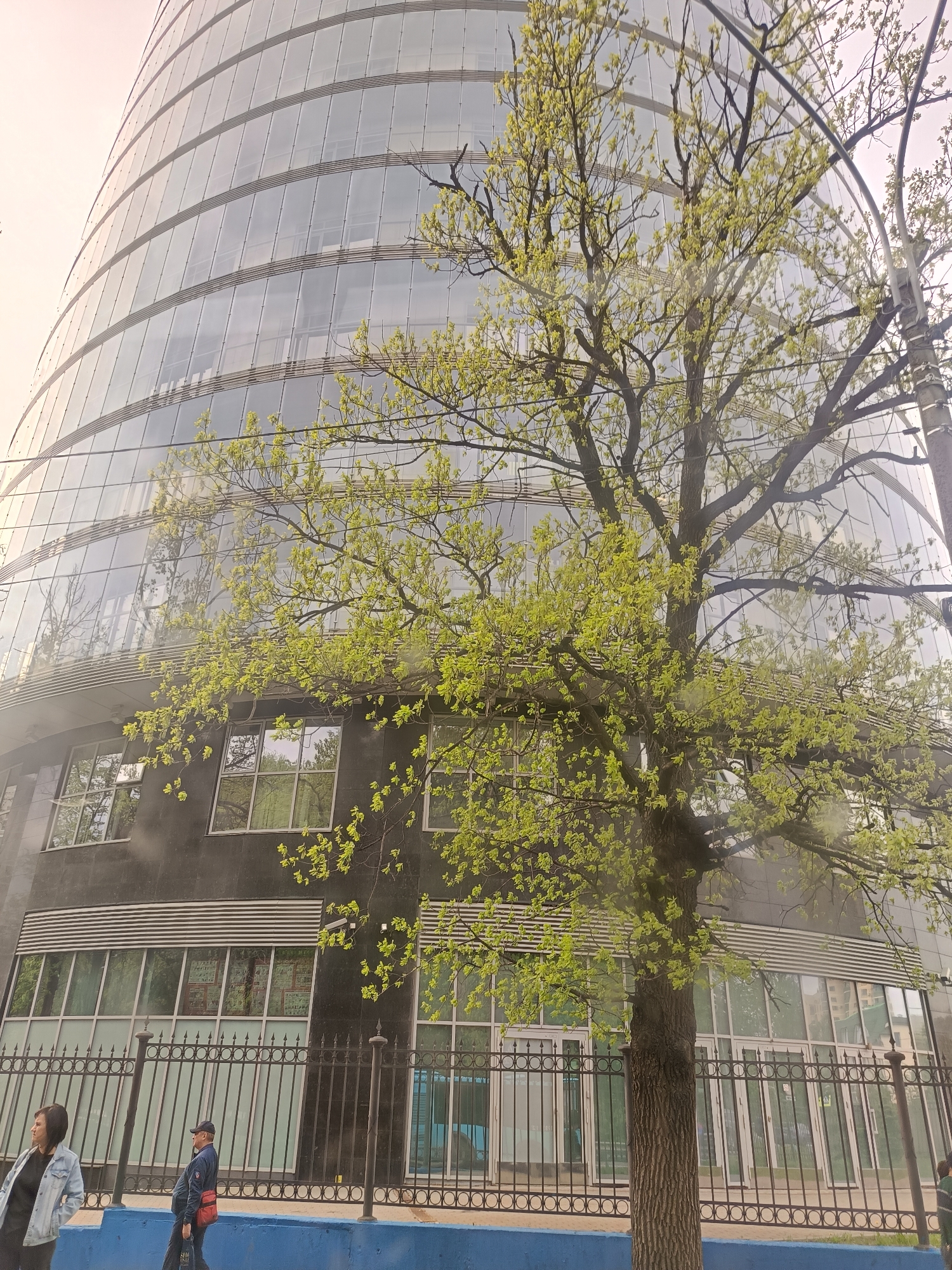 The image depicts the facade of a modern, multi-story building in Saint Petersburg, Russia. The building features a curved glass exterior on its upper levels and a dark gray facade with large windows on the lower levels. A tall tree with budding green leaves partially obscures the building. A black wrought-iron fence runs along the base of the building, atop a blue curb. Two people, a woman and a man, are walking on the sidewalk in front of the fence. The sky is overcast, casting a soft, diffused light over the scene.