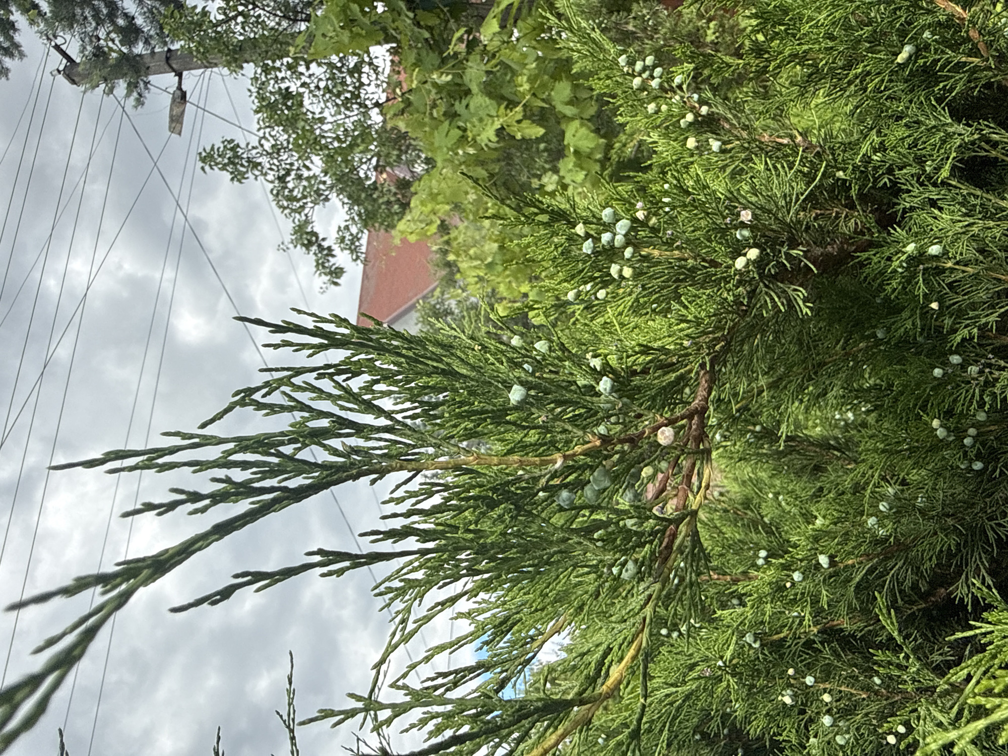 The image is a close-up shot of a juniper shrub with numerous small, light green berries. The shrub is dense and green, with the characteristic feathery foliage of a juniper. In the background, partially obscured by the shrub, are elements of an urban or suburban environment. These include a red-tiled roof of a building, green foliage from other trees and plants, a utility pole with electrical wires, and a street lamp. The sky is overcast and cloudy. The scene appears to be outdoors in a residential or garden area. Based on the context provided, this scene is located in Obukhivka, Ukraine. There are no people visible in the image.