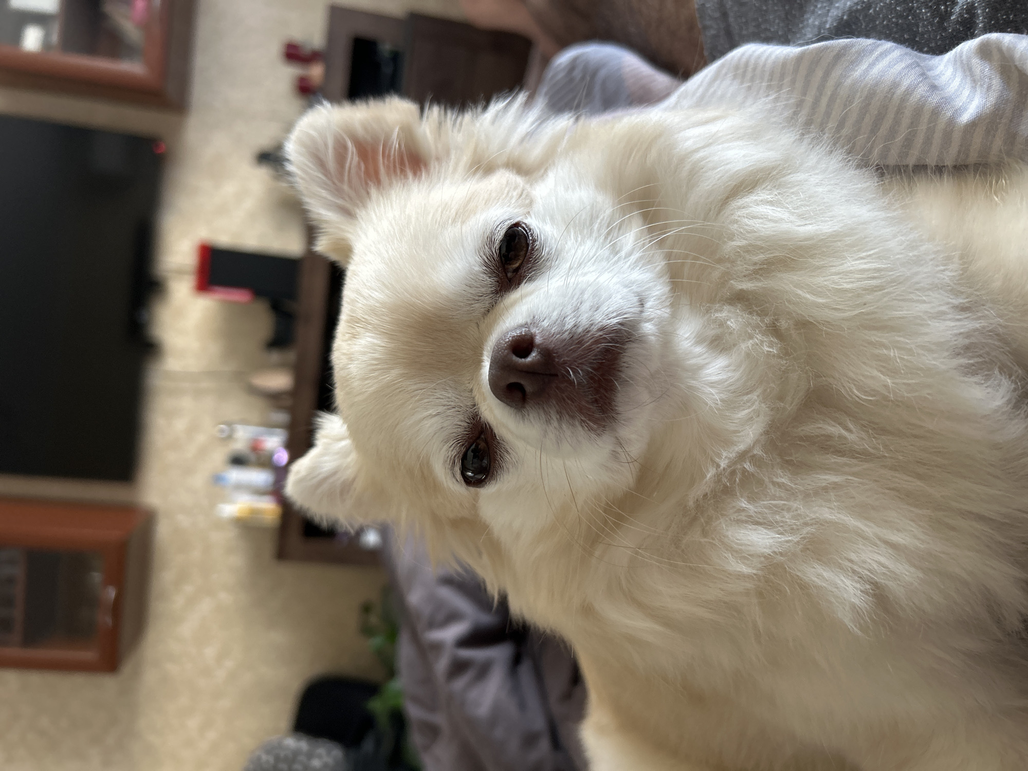 A close-up, head-on shot captures a long-haired, cream-colored chihuahua dog. The dog's face is the primary focus, with its dark eyes, brown nose, and white muzzle clearly visible. The background is blurred and depicts an indoor setting, likely a residential room. Visible elements include a wall with textured wallpaper, a dark wooden cabinet with shelves, and a television screen mounted on the wall. The dog is positioned on a bed with striped bedding. The overall scene is calm and domestic, suggesting a relaxed moment within a home environment in Moskovskiy, Russia.