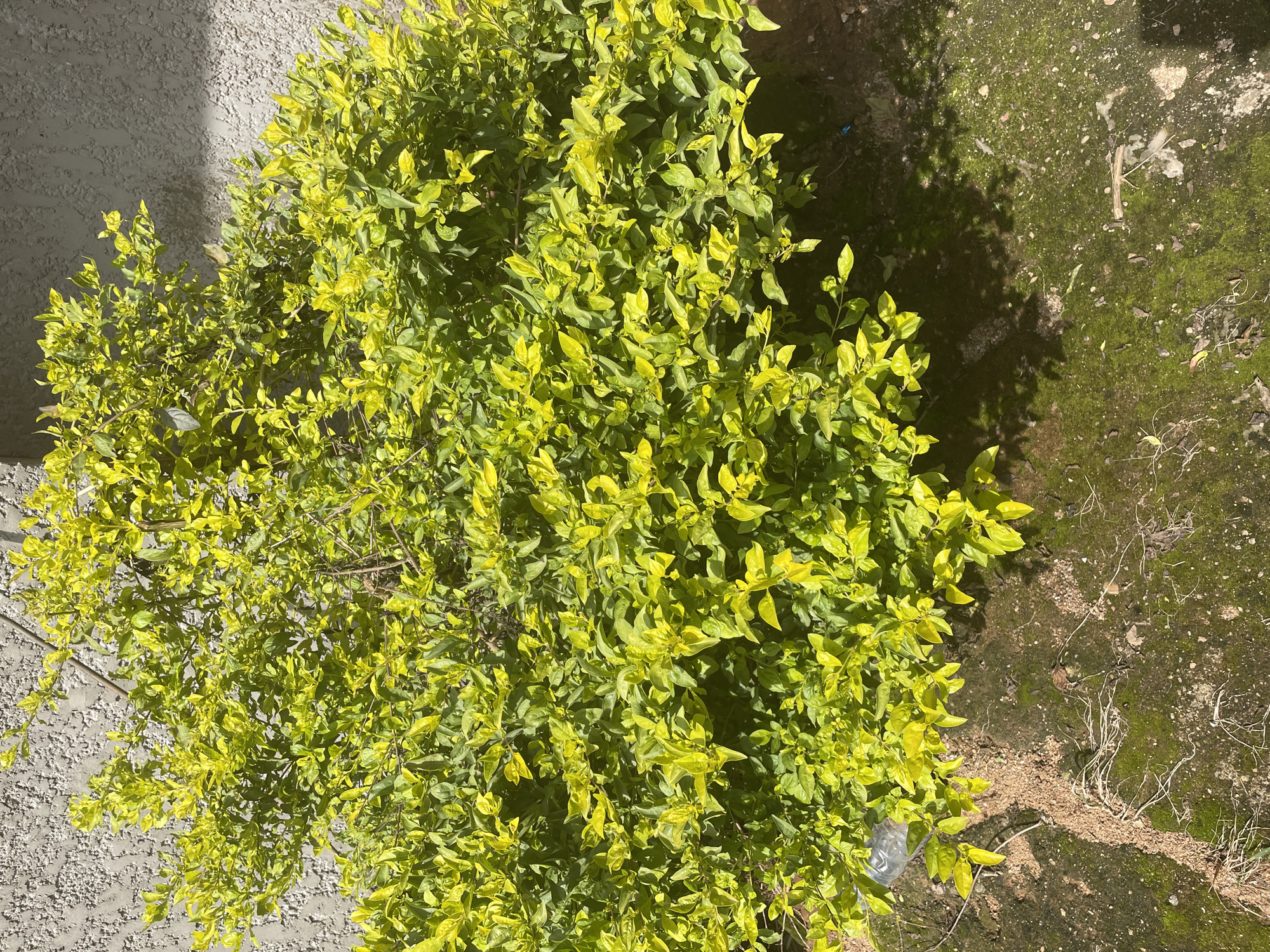 A dense, bushy plant with vibrant yellow-green foliage is positioned in front of a textured, light gray wall in Kakau, Nigeria. The plant occupies the majority of the frame, casting shadows on the ground beneath it. The ground is a mixture of dirt, sand, and patches of green moss. A clear plastic bottle is partially visible at the lower left edge of the plant. The lighting suggests a sunny day, with sunlight creating distinct highlights and shadows. There are no people or animals visible in the scene.