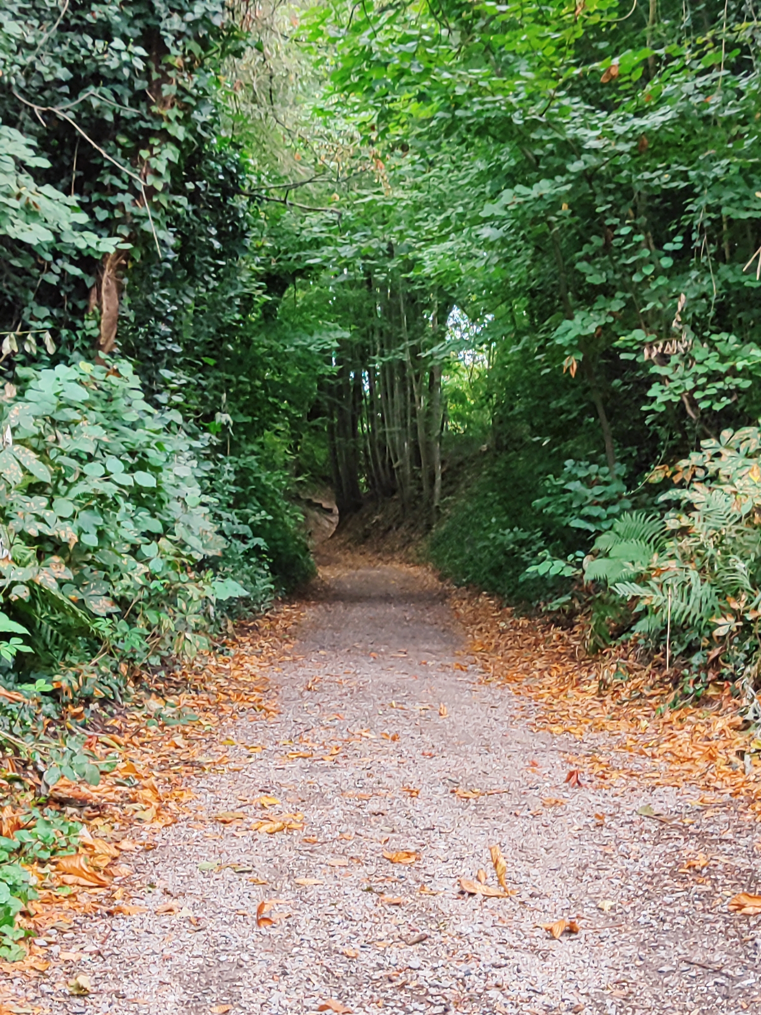 The image depicts a gravel pathway winding through a densely vegetated area, likely a park or wooded section within a city. The pathway is lined with a thick carpet of fallen autumn leaves, predominantly in shades of orange and brown, interspersed with some green foliage. On either side of the path, abundant green ivy and leafy plants grow, with some trees visible in the background, their leaves forming a canopy overhead. The overall impression is one of a natural, slightly overgrown walkway, suggesting a tranquil setting. Given the context of Offenburg, Germany, this scene is consistent with the numerous green spaces and forests that surround the city, potentially located in areas such as the Kinzigauen or the slopes of the Ortenau region. There are no people or animals visible in the image, and no specific urban structures are identifiable, focusing the scene entirely on the natural environment.