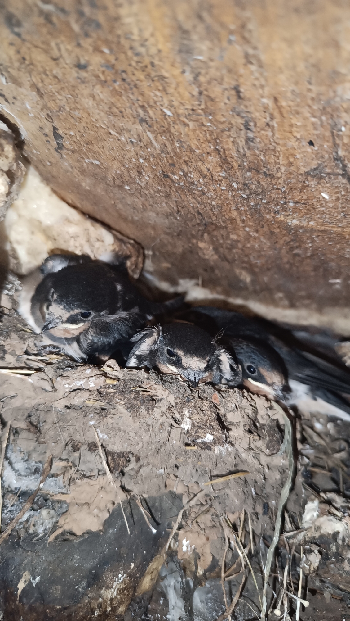 The image depicts a close-up view of a nest containing four young swallows. The swallows are huddled together in the nest, which appears to be constructed from mud and straw. The birds have dark plumage with lighter undersides and visible downy feathers. The background consists of rough, textured surfaces, possibly wood or rock, forming an enclosed space for the nest. The lighting is dim, suggesting the nest is in a sheltered location. There is no indication of the city of Karsha, Russia, or any human presence.