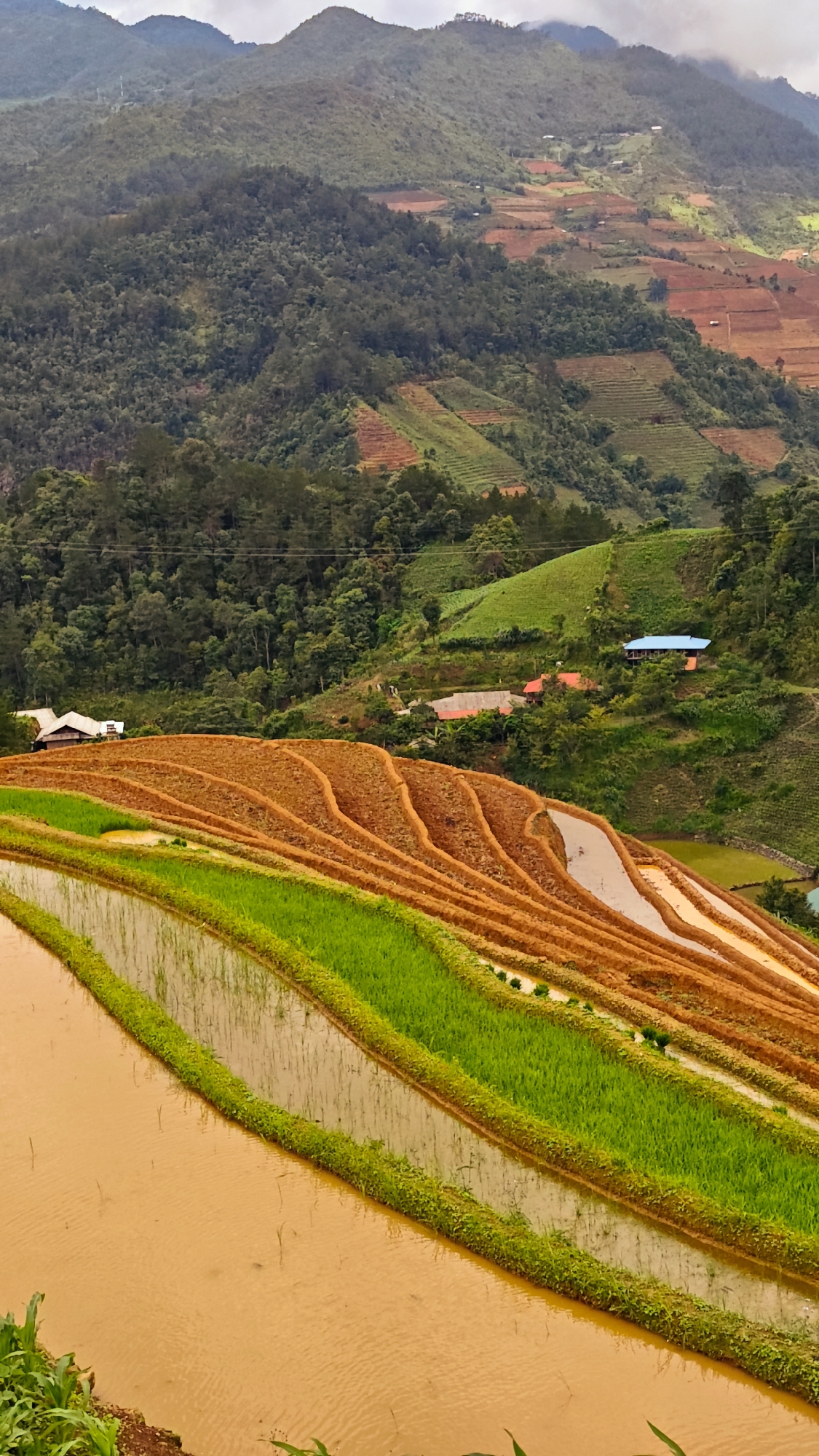 A vertical landscape photograph depicts an extensive system of terraced fields and mountainous terrain in Dế Xu Phình, Vietnam, under an overcast sky. The immediate foreground features a broad section of a rice paddy filled with murky, brownish water, reflecting the grey sky and showing sparse, small green plant shoots. Adjacent and above this, multiple parallel terraces present alternating strips of vibrant green rice plants and narrower sections of water-filled paddies.
In the mid-ground, a series of distinct, crescent-shaped terraced fields dominate, displaying both reflective water surfaces and expansive areas of reddish-brown, tilled earth. Further up the slopes, several structures are visible: two houses with white roofs are partially obscured by dense foliage on the left side, while on the right, a house with a red roof and another with a prominent bright blue roof are nestled among trees. The background consists of successive ranges of steep, heavily forested mountains extending towards the horizon, under a uniformly cloudy, light-grey sky. Patches of reddish-brown cultivated land are discernible on the distant mountain slopes. No human figures or explicit activities are visible within the frame.