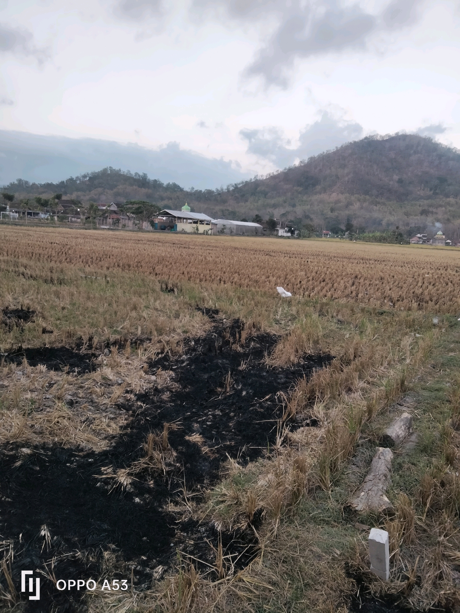 The image depicts a rural landscape in Kelutan, Indonesia, characterized by a vast expanse of dry, harvested rice fields under a cloudy sky. In the foreground, patches of black ash suggest recent burning of stubble, interspersed with dried grass and straw. Two pieces of felled wood and a small concrete marker are visible on the ground. In the mid-ground, a few scattered houses and buildings are present, including a structure with a green dome, possibly a mosque. The background is dominated by a series of rolling hills covered in sparse vegetation. The overall impression is one of a dry, agricultural environment in a transitional period, likely post-harvest. The OPPO A53 watermark is present in the bottom left corner.